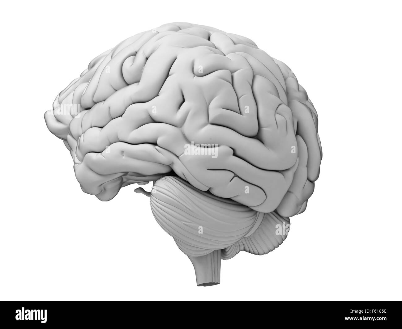 Dal punto di vista medico illustrazione accurata del cervello umano Foto Stock