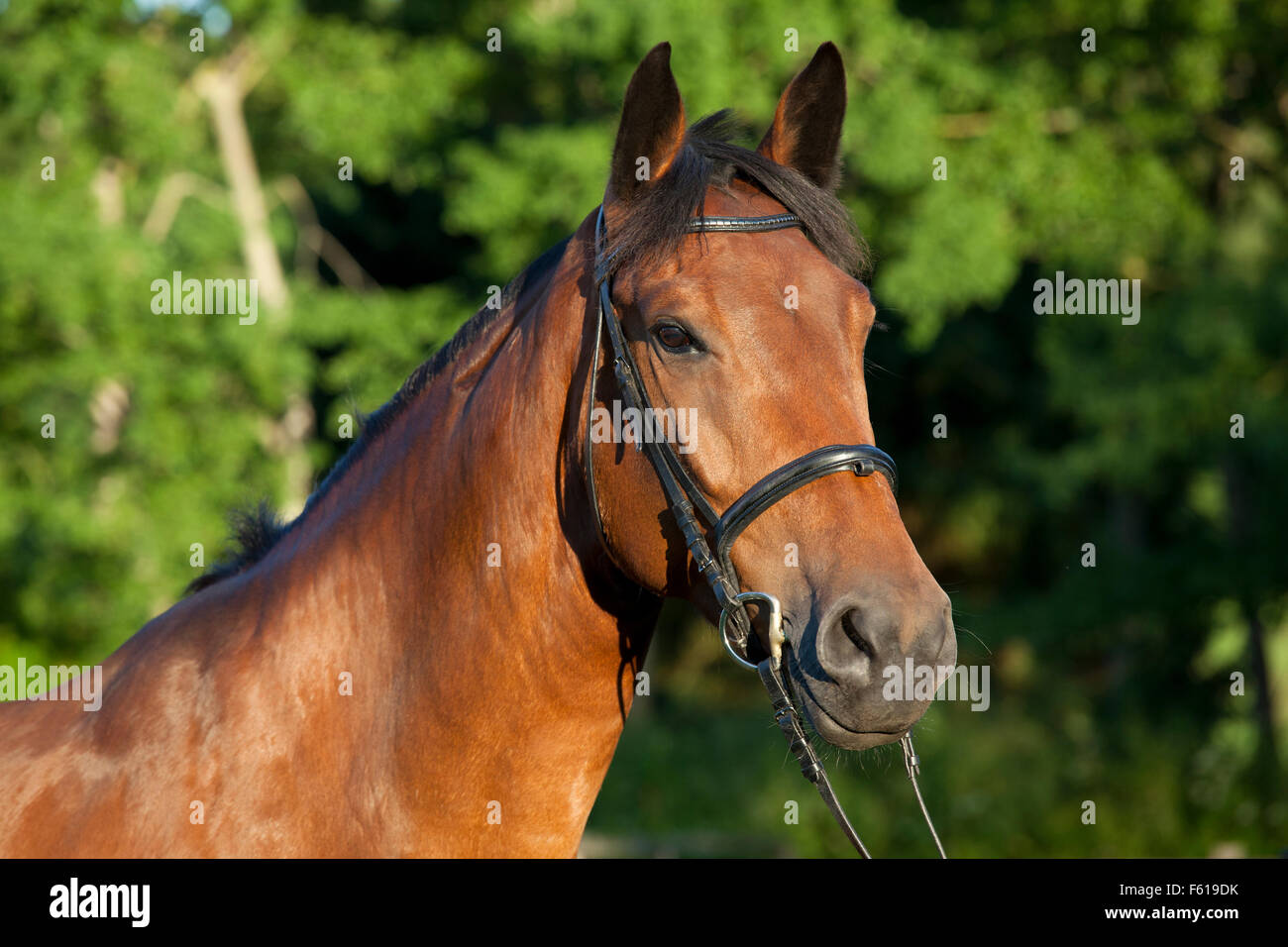 La testa di un marrone Holsteiner cavallo su un pascolo con briglia Foto Stock