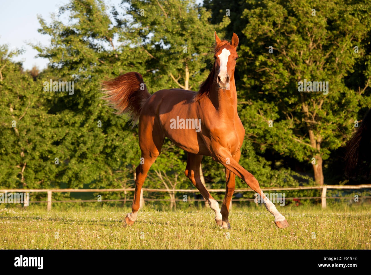 Un giovane Holsteiner chestnut mare scorre liberamente in un pascolo Foto Stock