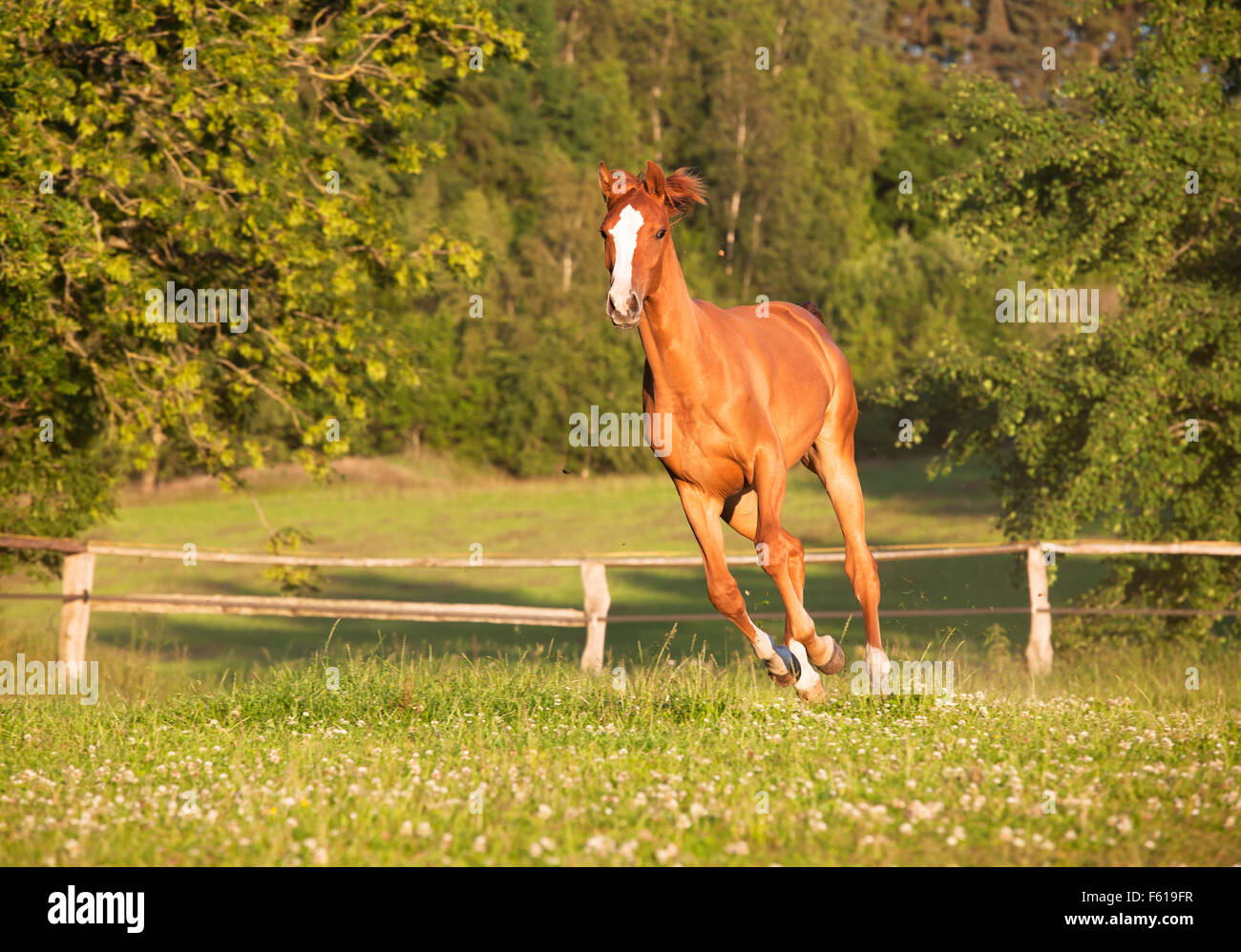 Un giovane Holsteiner chestnut mare scorre liberamente in un pascolo Foto Stock