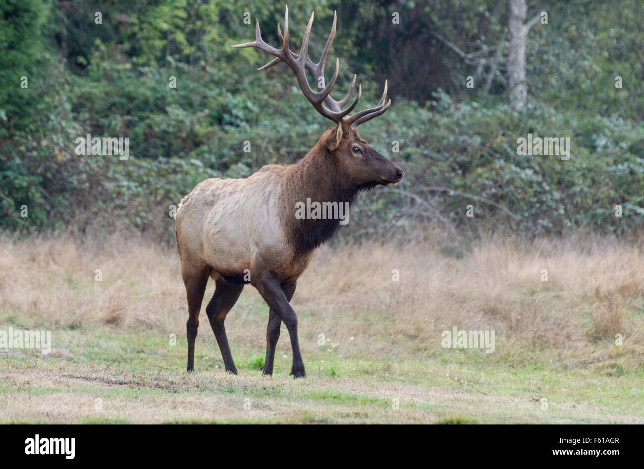 Roosevelt Elk Bull (Cervus canadensis roosevelti) La Prairie Creek Redwood parco dello stato sulla costa settentrionale della California. Foto Stock
