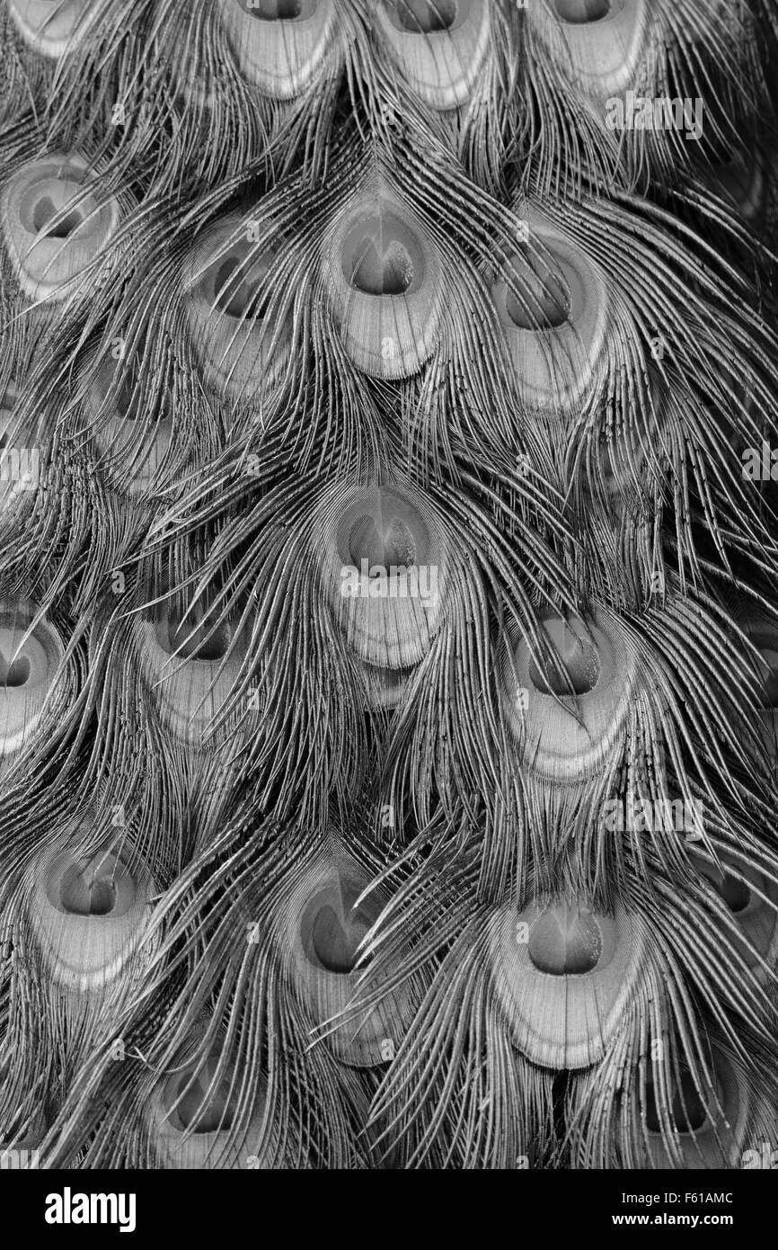 Bella piuma di Indian peafowl (Pavo cristatus) Foto Stock