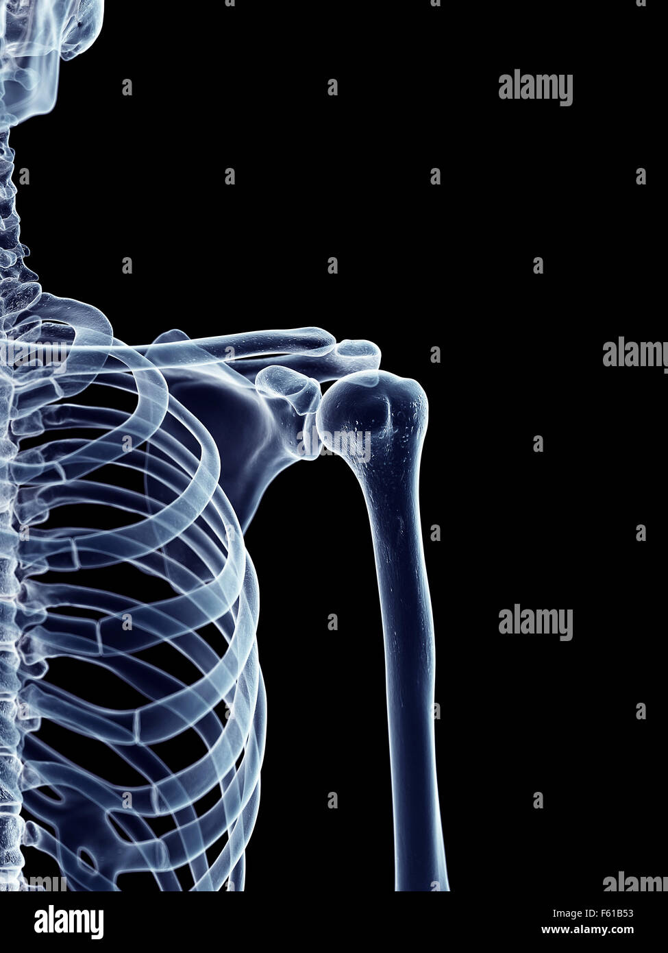Dal punto di vista medico illustrazione accurata della spalla scheletrico Foto Stock