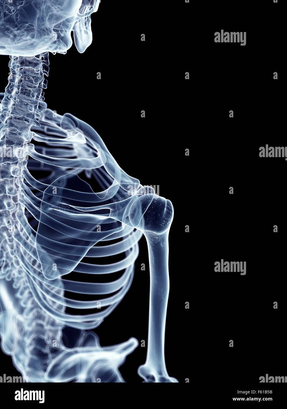 Dal punto di vista medico illustrazione accurata della spalla scheletrico Foto Stock