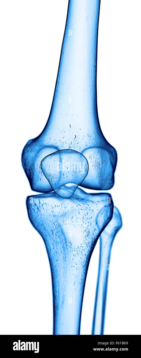 Dal punto di vista medico illustrazione accurata del ginocchio scheletrico Foto Stock