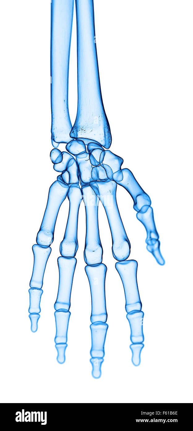 Dal punto di vista medico illustrazione accurata della mano le ossa Foto Stock