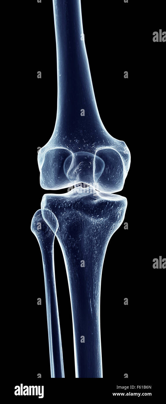 Dal punto di vista medico illustrazione accurata del ginocchio scheletrico Foto Stock