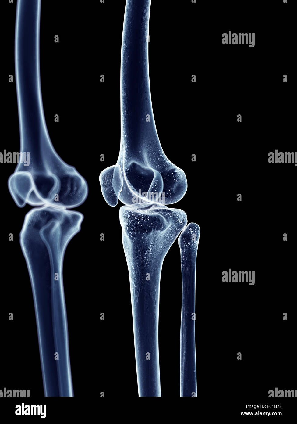 Dal punto di vista medico illustrazione accurata del ginocchio scheletrico Foto Stock