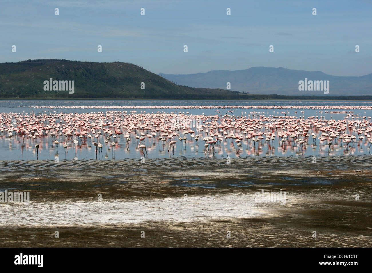 Un sacco di fenicotteri rosa in Nakuru Lake, Kenya Foto Stock