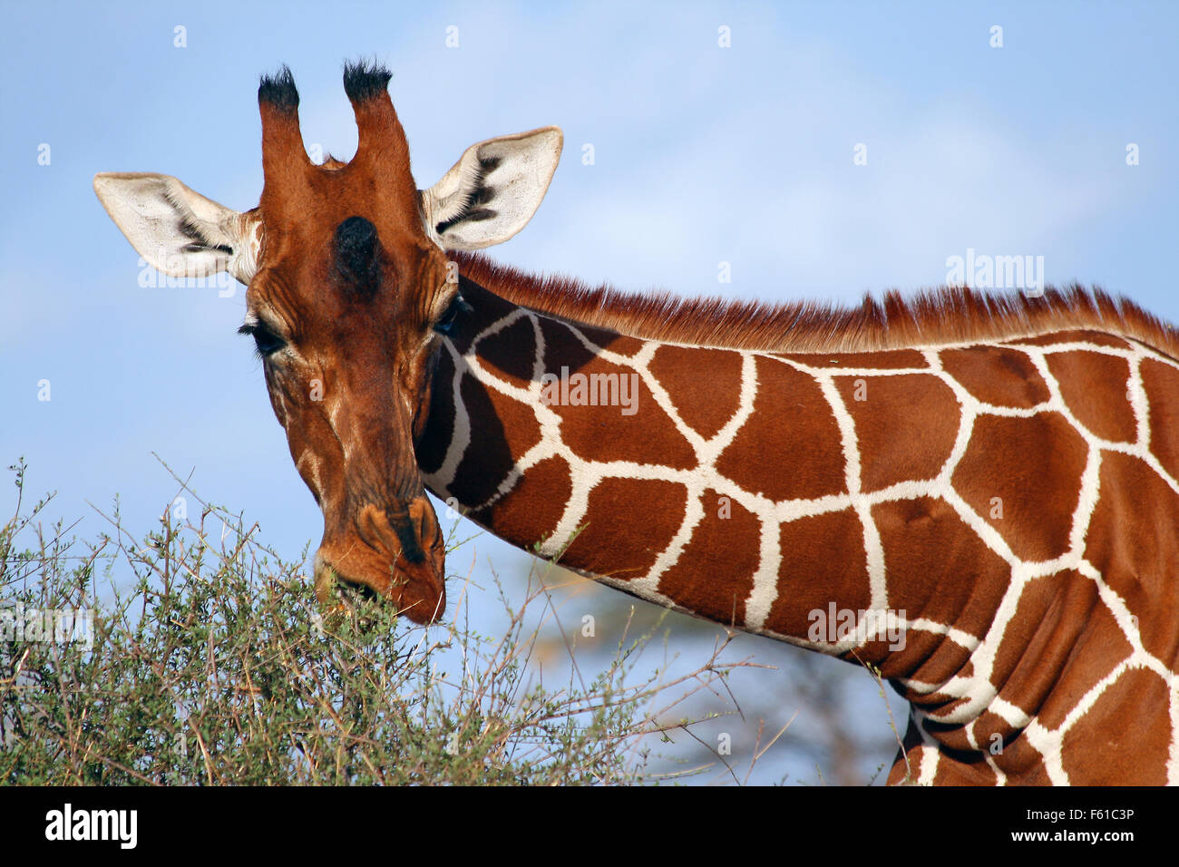 La giraffa nel selvaggio durante un safari in Kenya Foto Stock