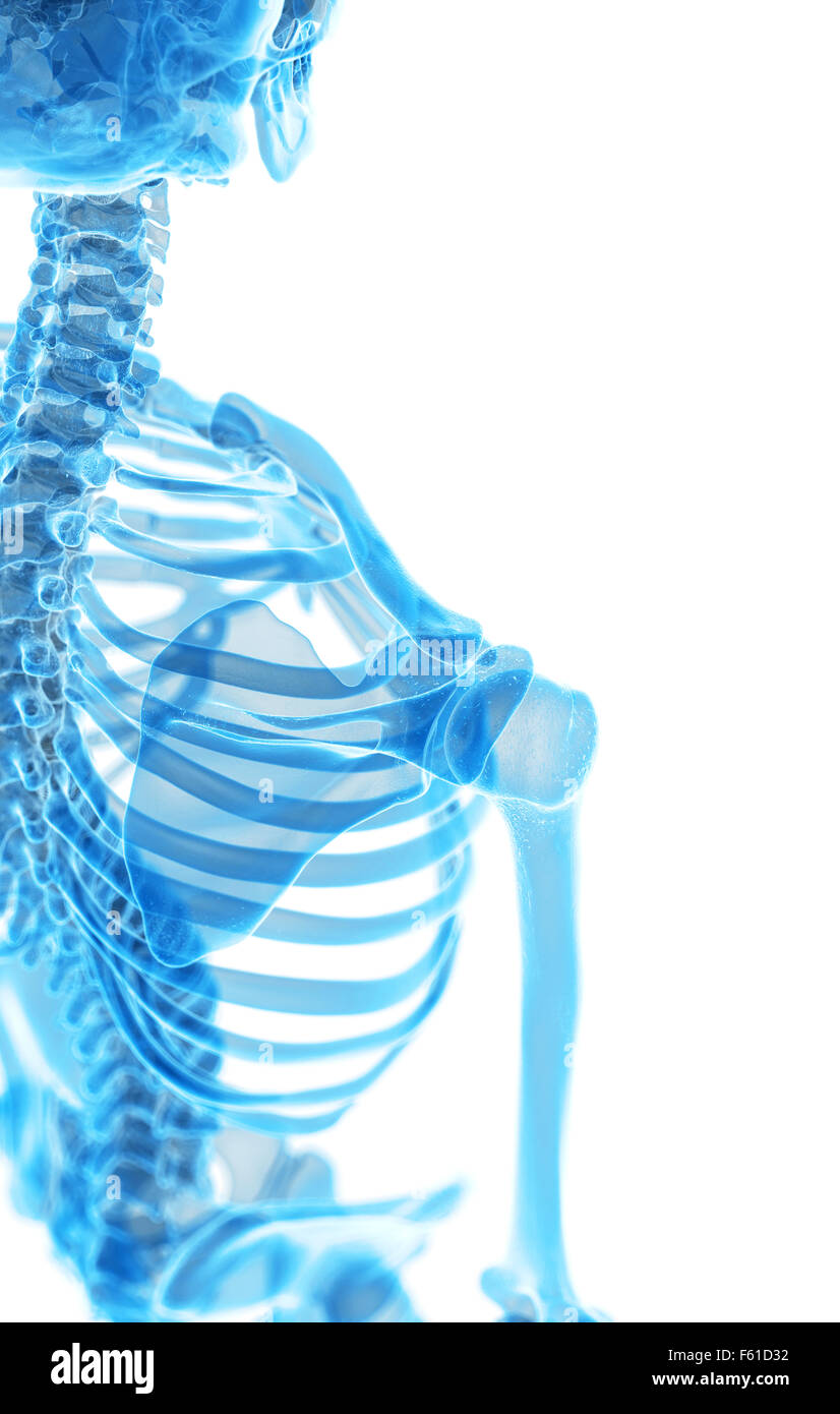 Dal punto di vista medico illustrazione accurata della spalla scheletrico Foto Stock