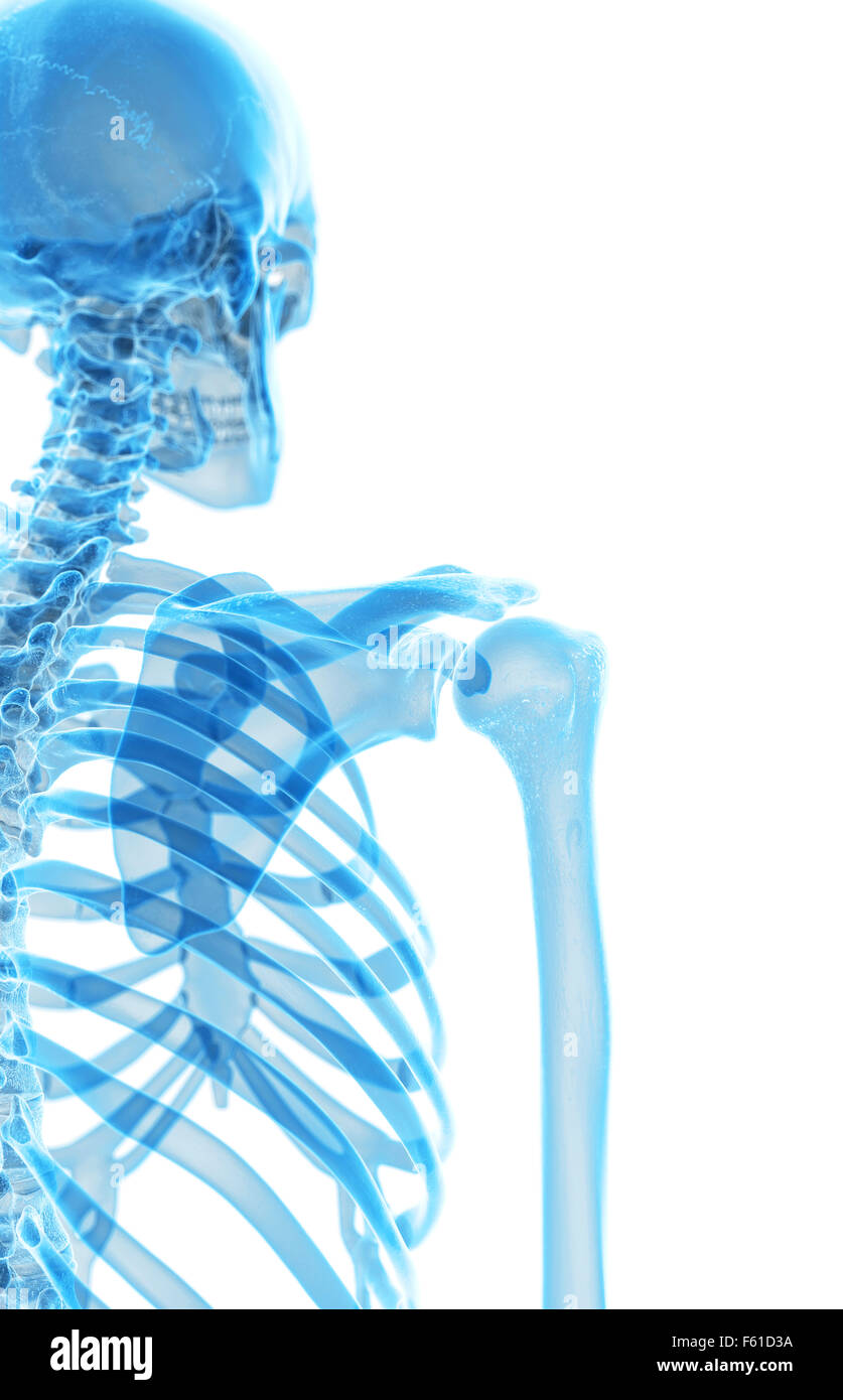 Dal punto di vista medico illustrazione accurata della spalla scheletrico Foto Stock
