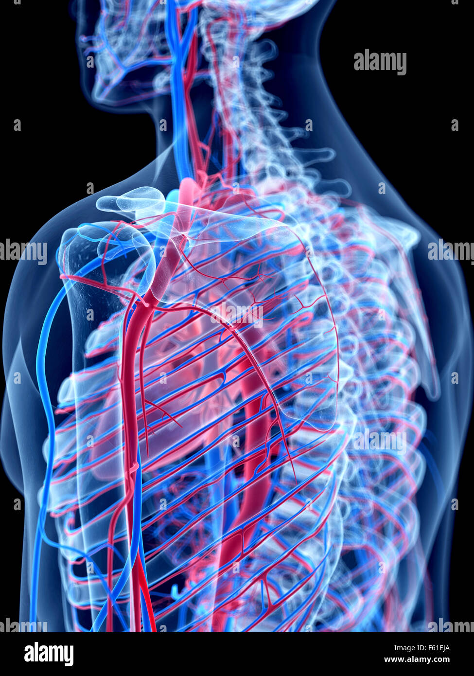 Il sistema vascolare umano Foto Stock