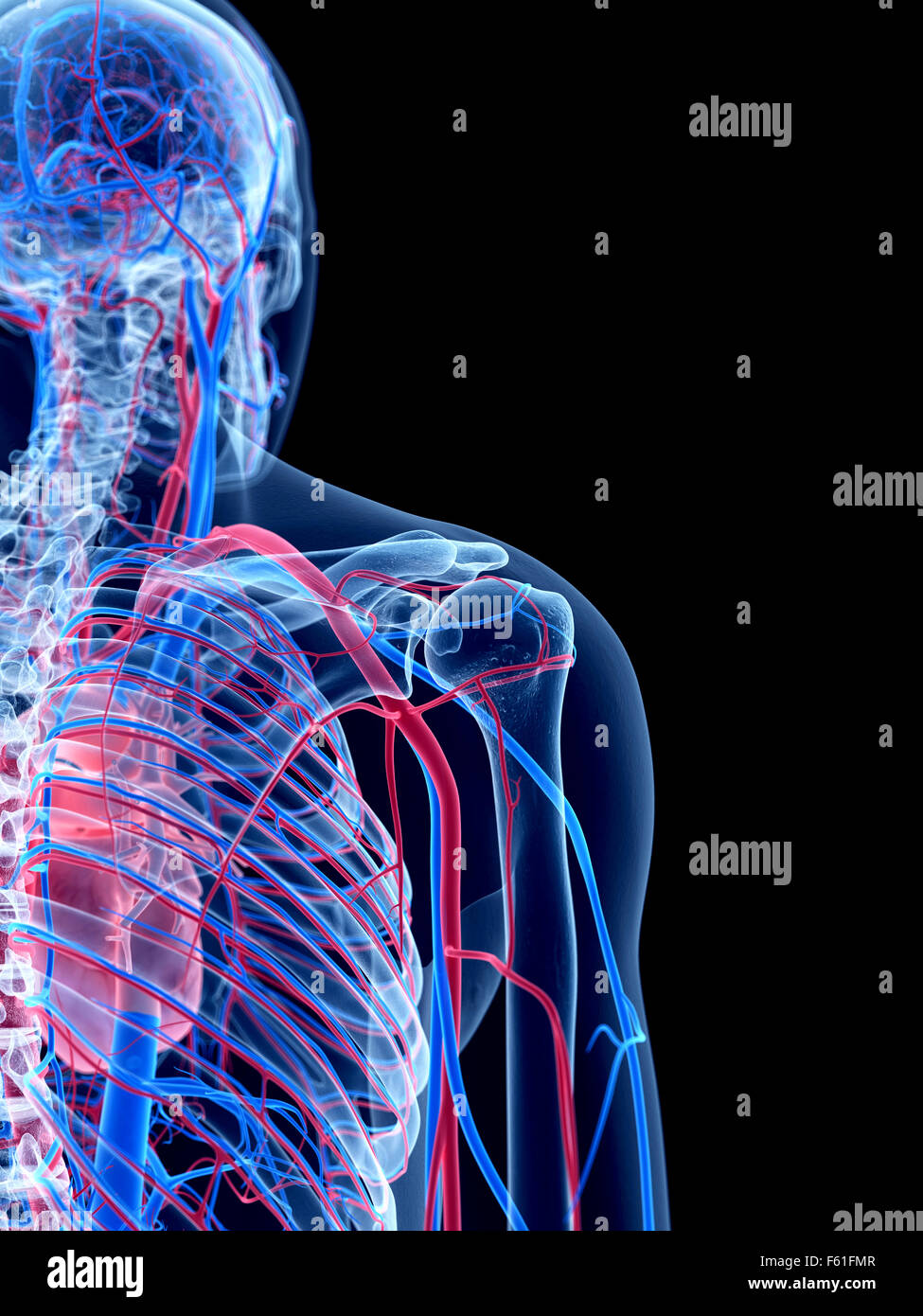 Il sistema vascolare umano - la spalla Foto Stock
