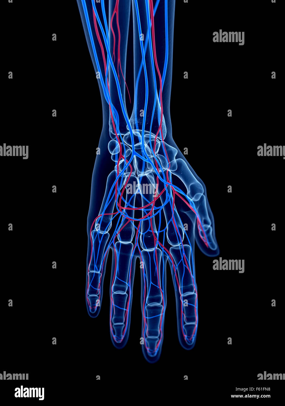 Il sistema vascolare umano - la mano Foto Stock