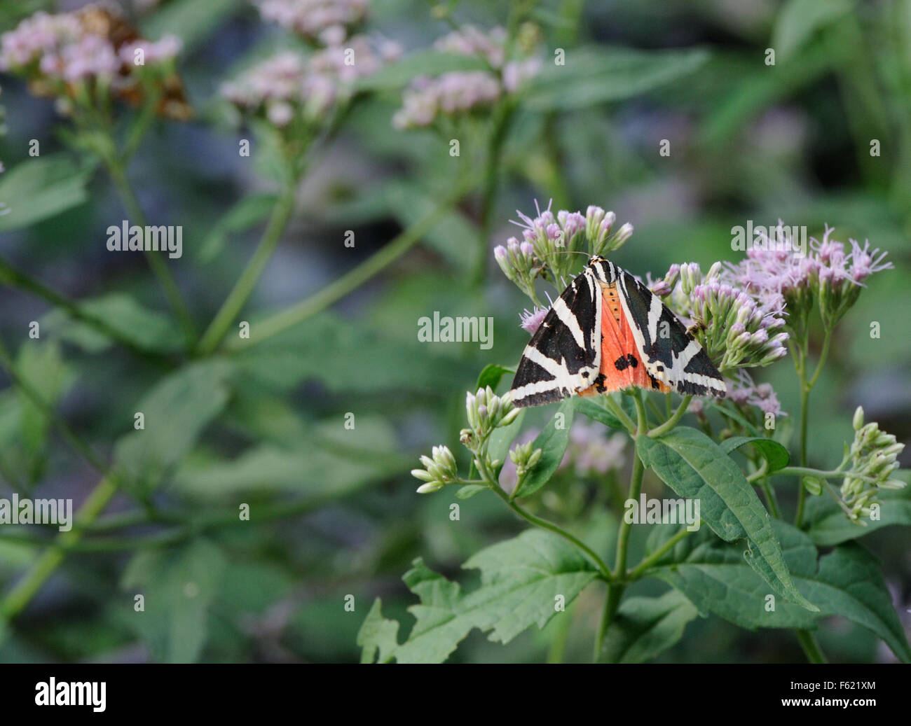 Un jersey Tiger Moth (Euplagia quadripunctaria) sulla canapa-argimony (Eupatorium cannabinum), una delle piante alimentari della sua lavae. Valbone, Albania Foto Stock