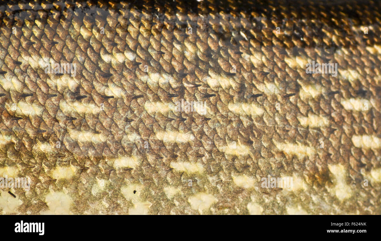 La pelle di un pesce con le squame. La texture e pattern di colorazione di predatori di Pike. Foto Stock