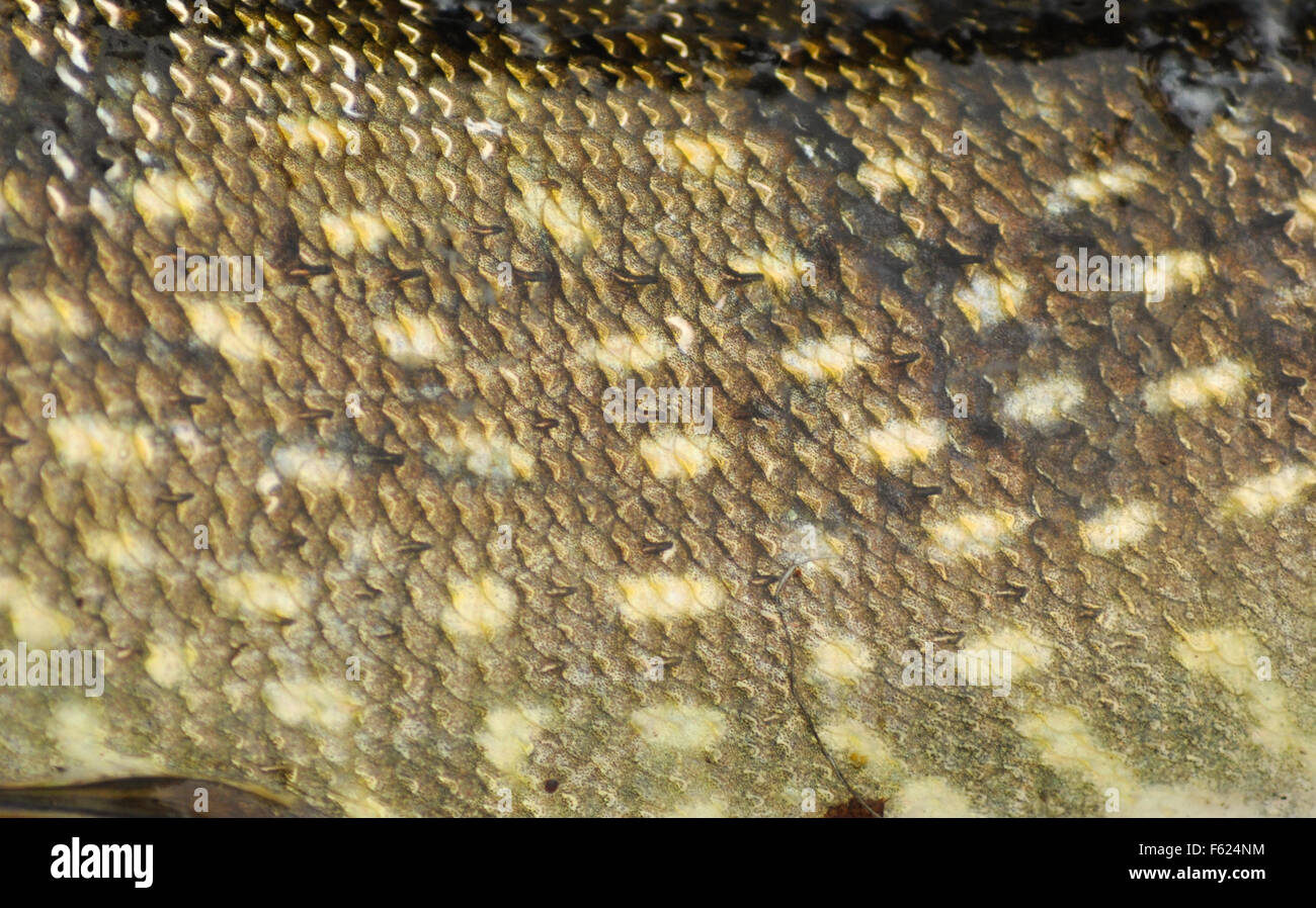 La pelle di un pesce con le squame. La texture e pattern di colorazione di predatori di Pike. Foto Stock
