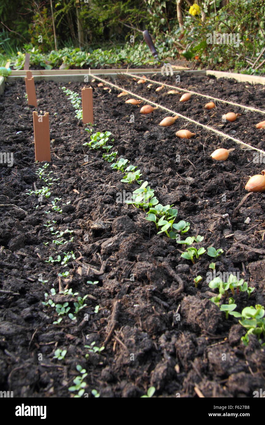 Allium cepa. Set di cipolla messi per piantare in un letto sollevato usando guide di linea di corda. REGNO UNITO Foto Stock