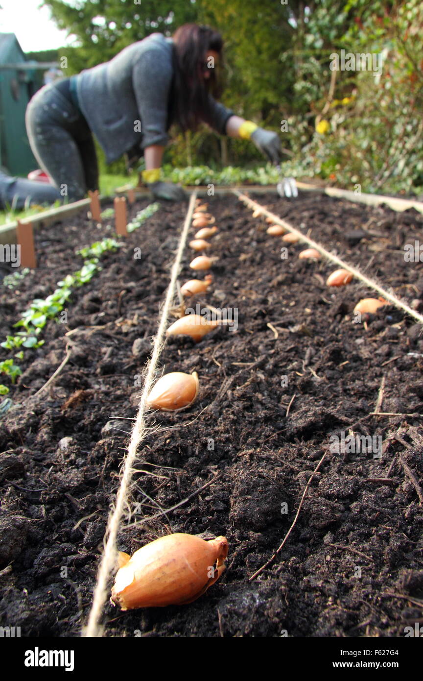 Allium cepa. La semina di cipolle in un letto sollevato in primavera. REGNO UNITO Foto Stock