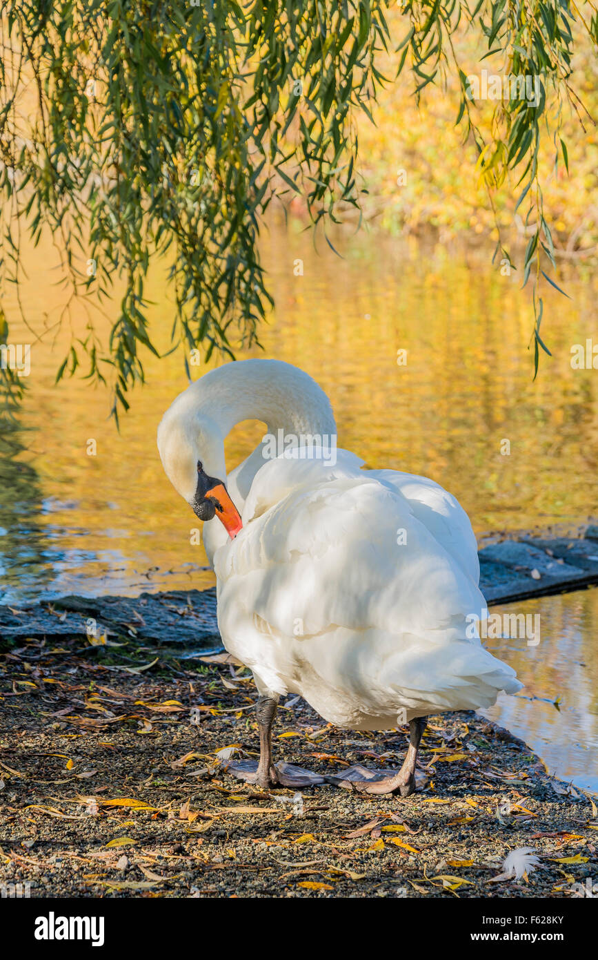 Cigno, Stanley Park, Vancouver, British Columbia, Canada Foto Stock