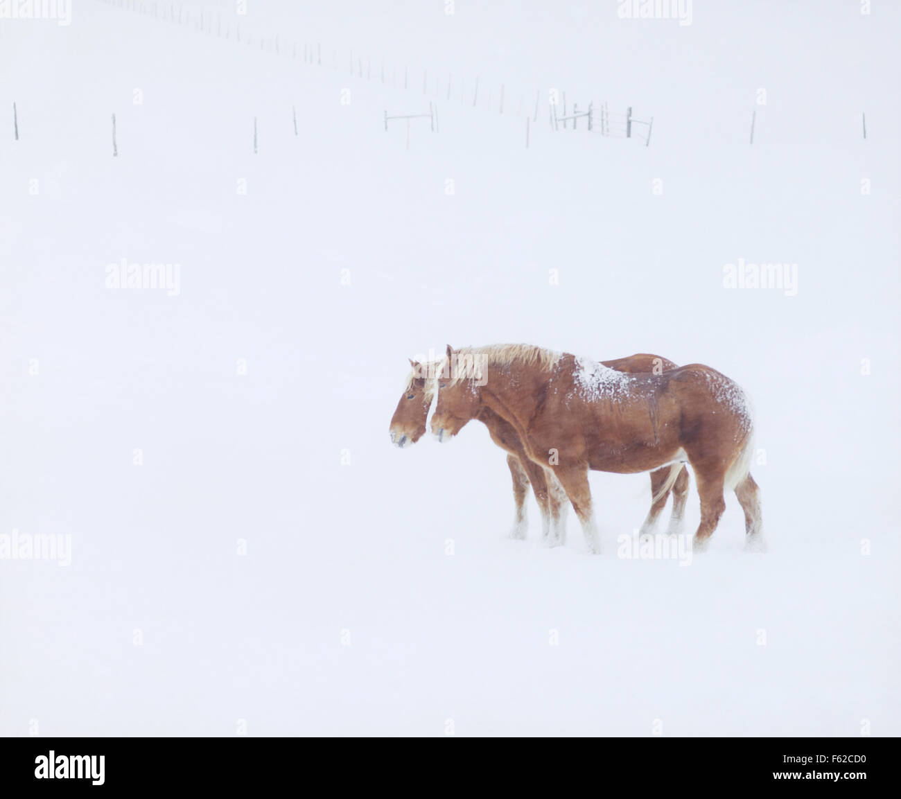 Stati Uniti d'America, Colorado, due cavalli in tempesta di neve Foto Stock