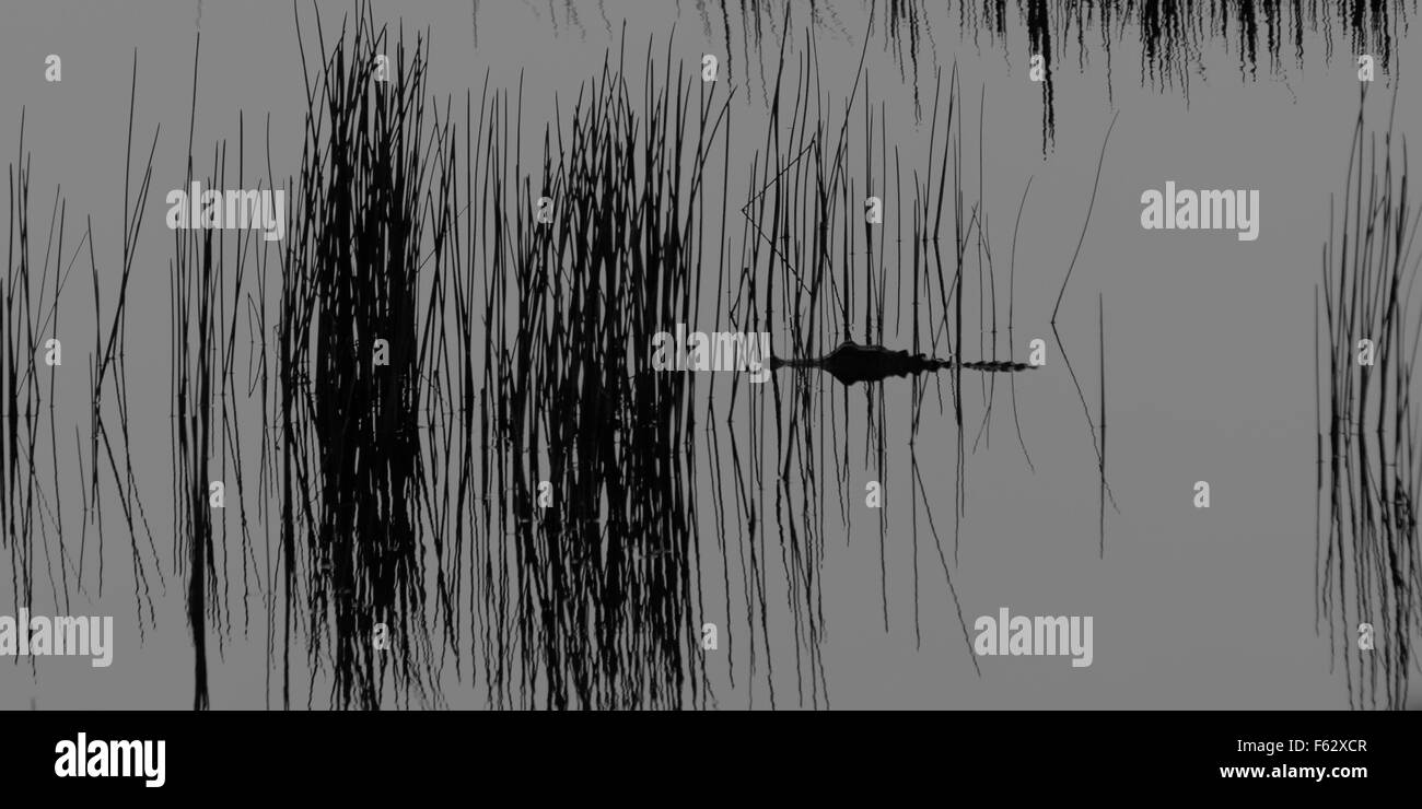 Un alligatore galleggia molto ferme in una sezione di tipo sparse di canne presso Everglades Wildlife Management Area vicino a Miami. Foto Stock
