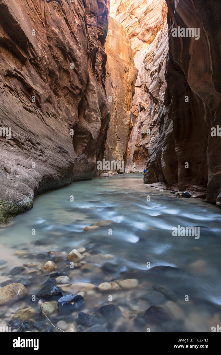 La poco profonde acque blu del fiume vergine di flusso tra alte scogliere rosso nella Vergine si restringe slot canyon nel Parco Nazionale di Zion Foto Stock