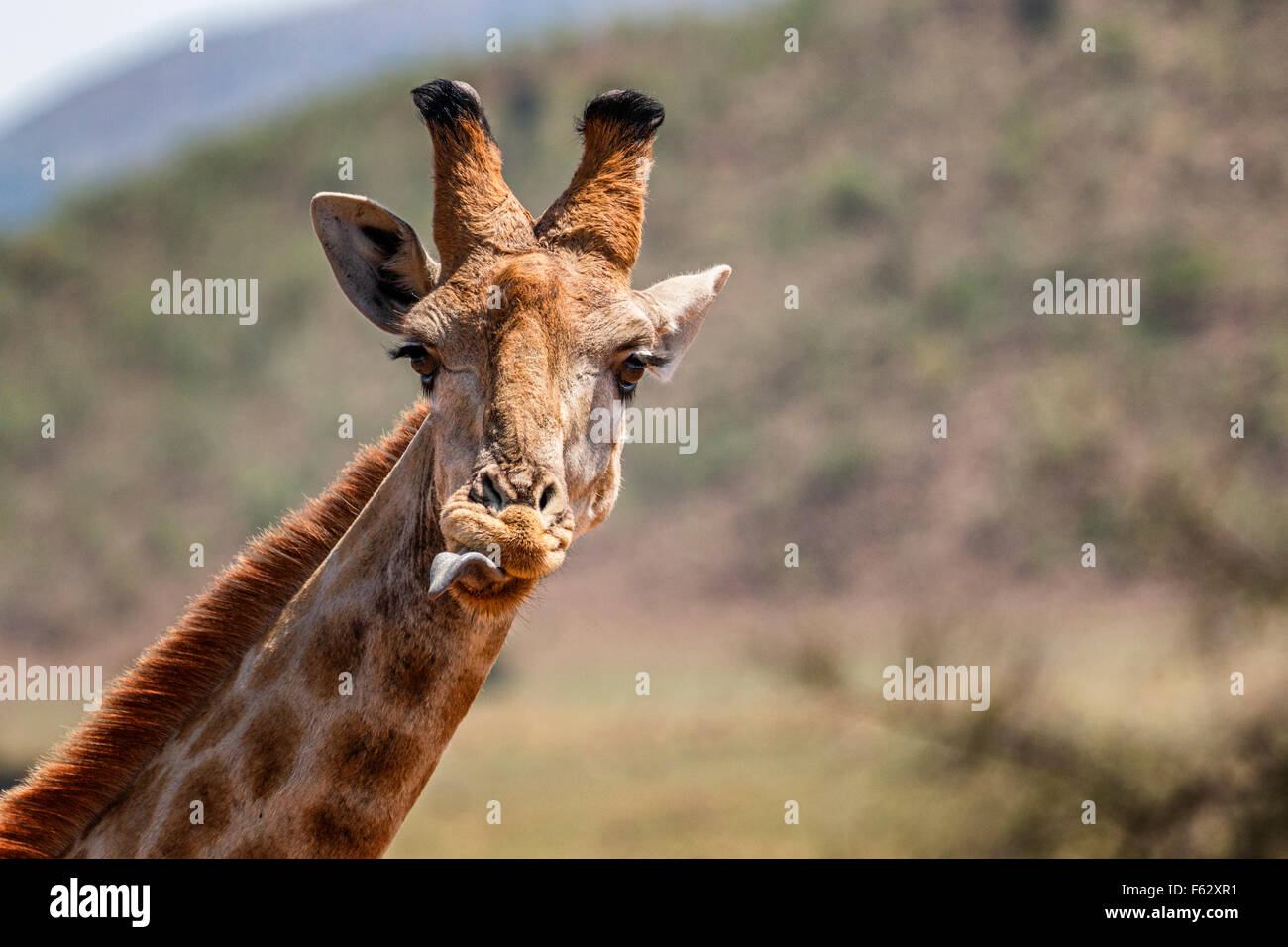 Giraffa tong Foto Stock