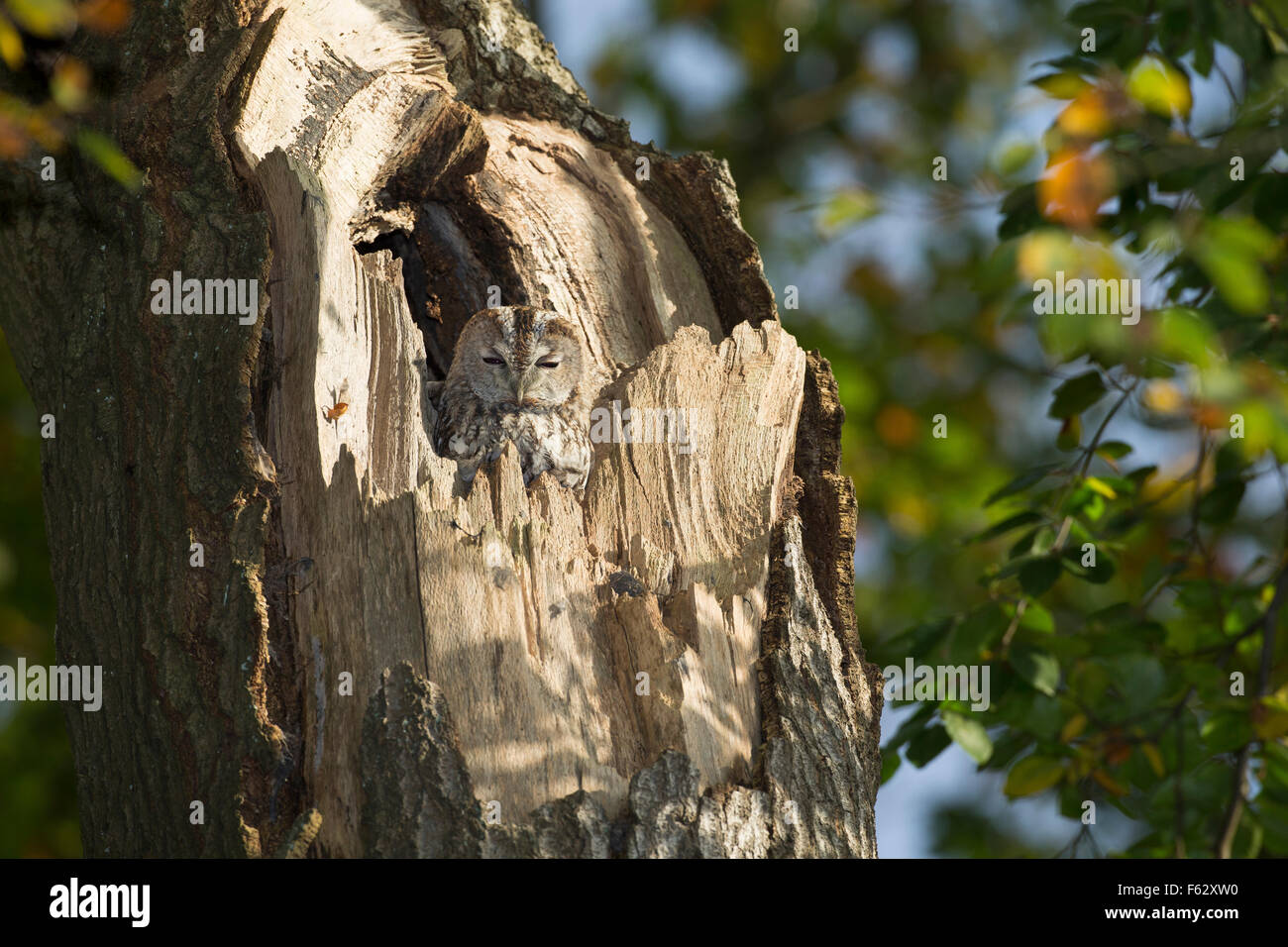 Allocco, Waldkauz, ruht am Tage in einer Baumhöhle, Strix aluco, Wald-Kauz, Kauz, Käuzchen Foto Stock