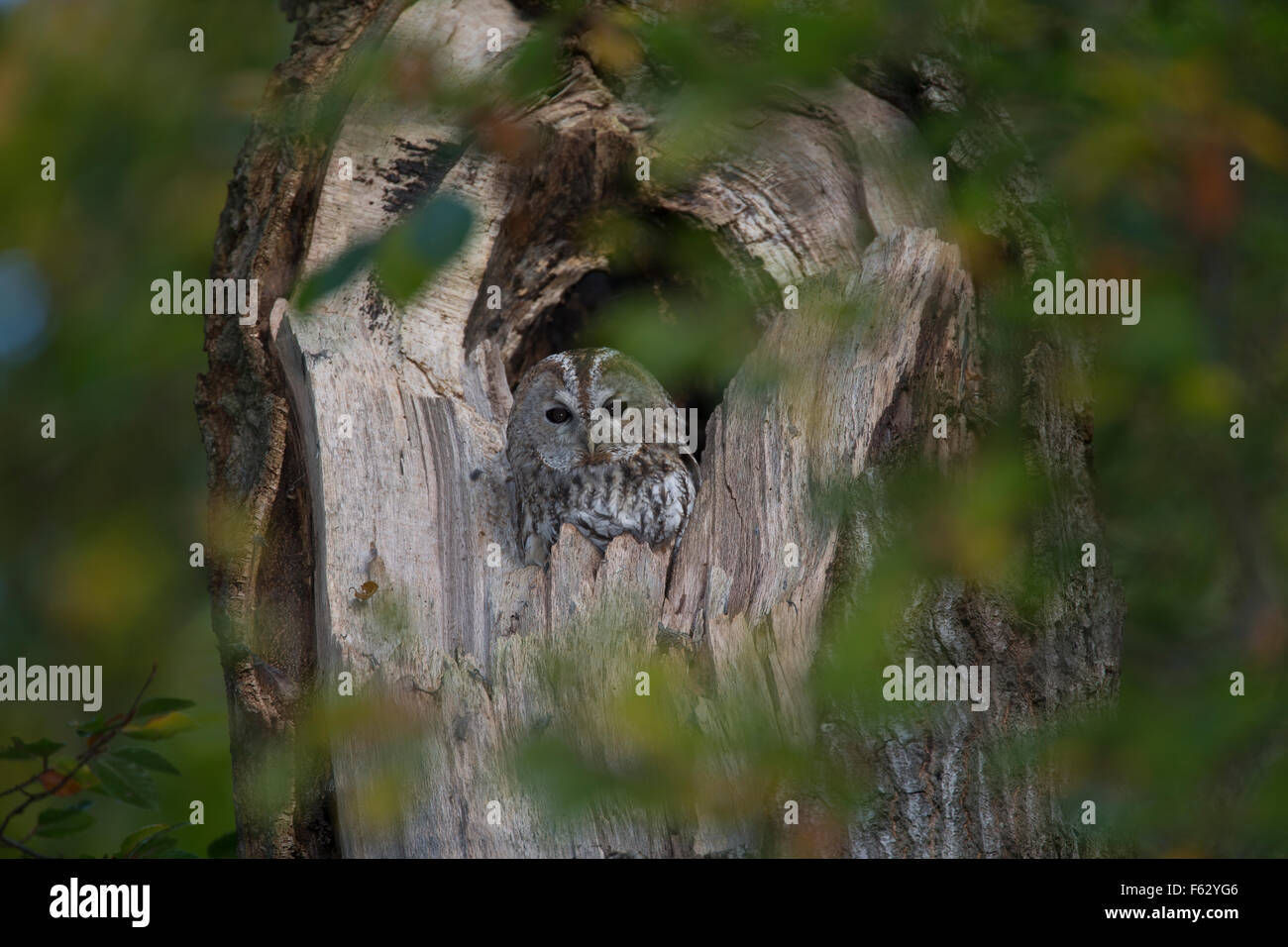 Allocco, Waldkauz, ruht am Tage in einer Baumhöhle, Strix aluco, Wald-Kauz, Kauz, Käuzchen Foto Stock