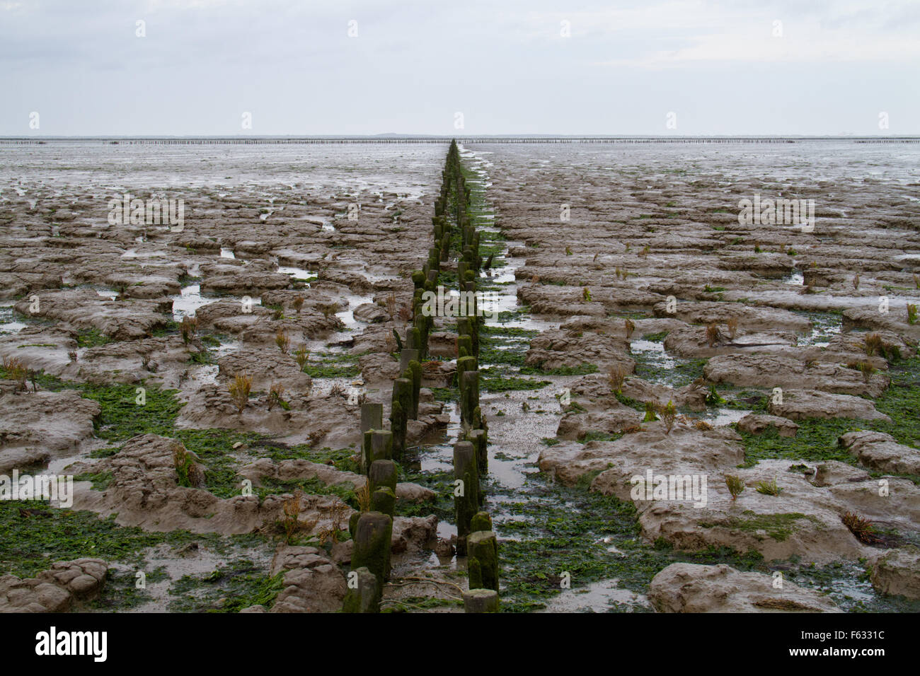 Bonifica di terreni su un mudflat nei Paesi Bassi Foto Stock