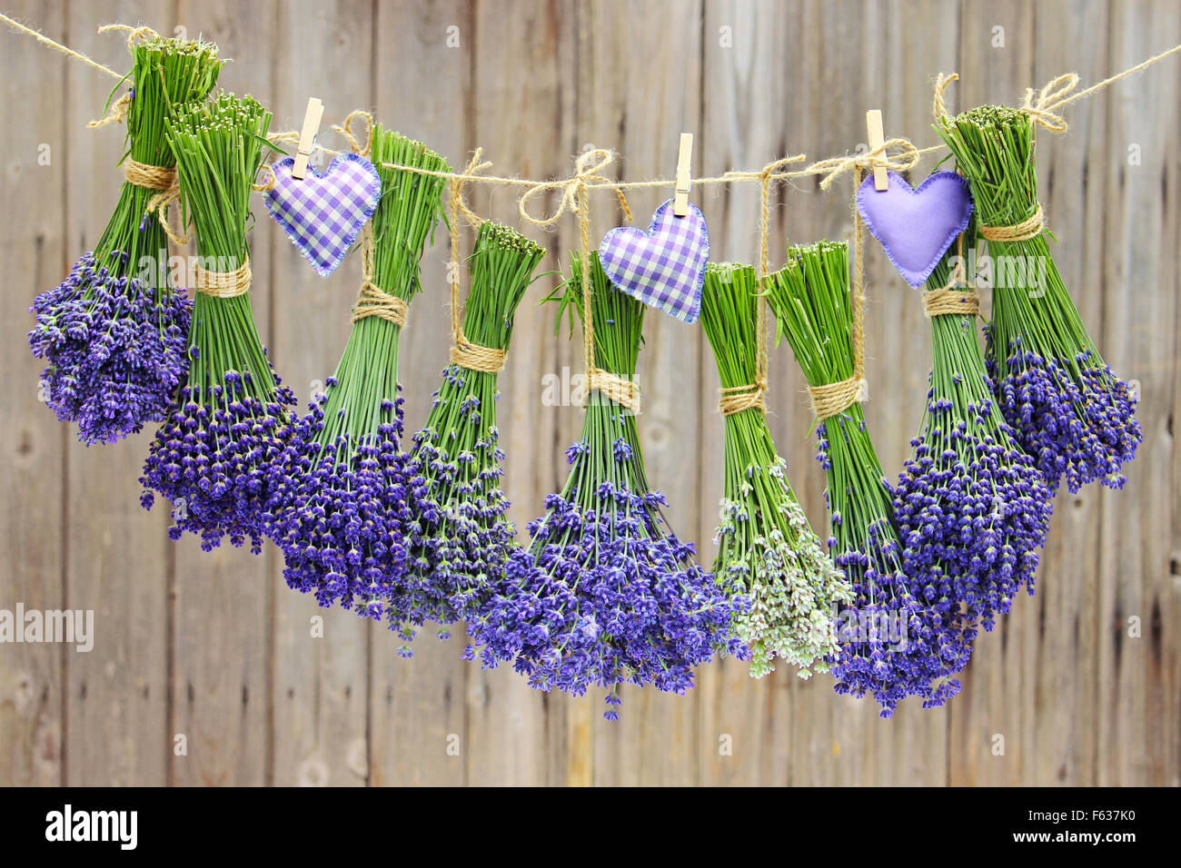 Diverse varietà di lavanda appeso su una linea di lavaggio Foto Stock