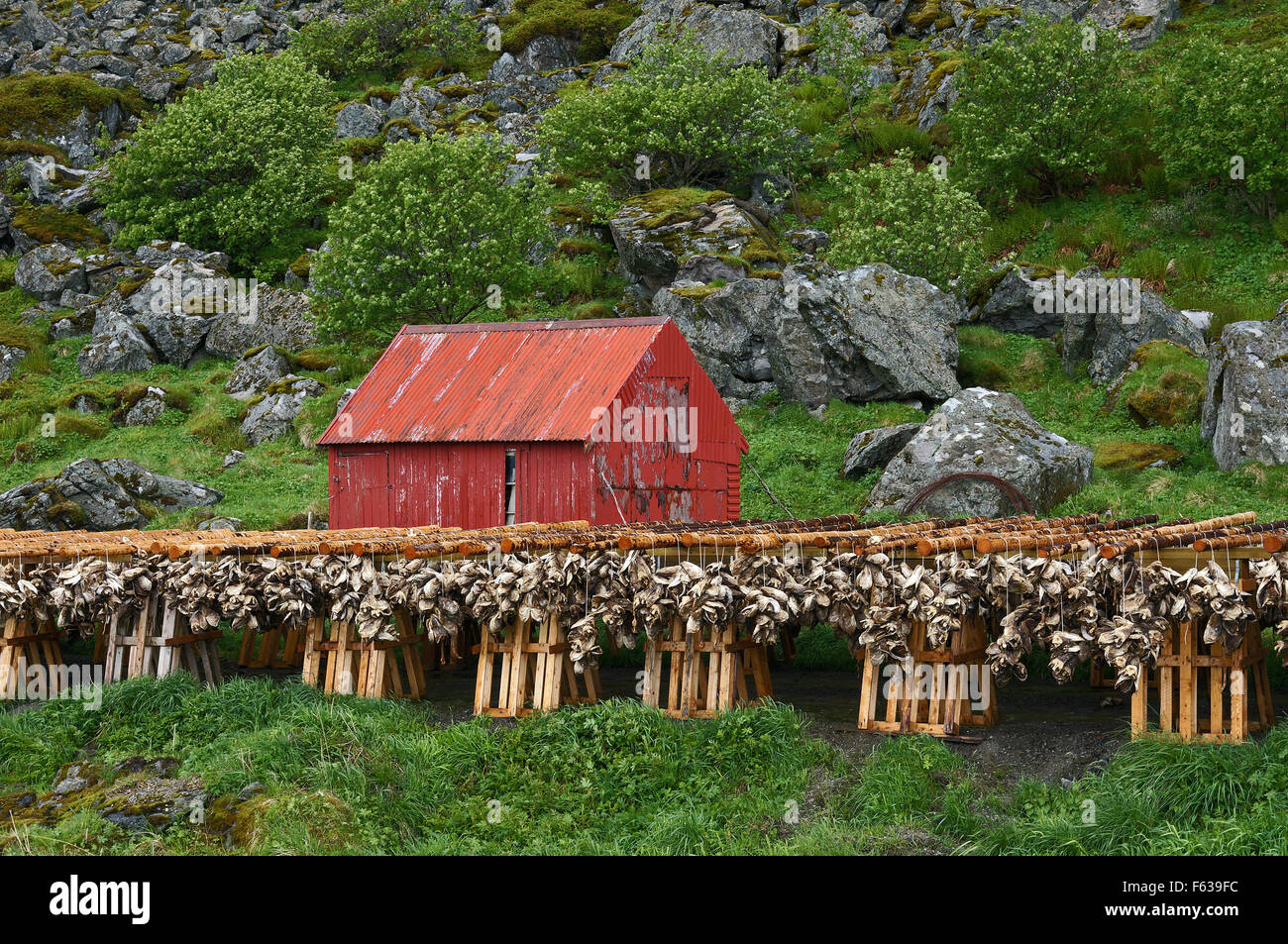 Pesci secchi teste, una tipica tradizionale consuetudine sulle Isole Lofoten in Norvegia Foto Stock