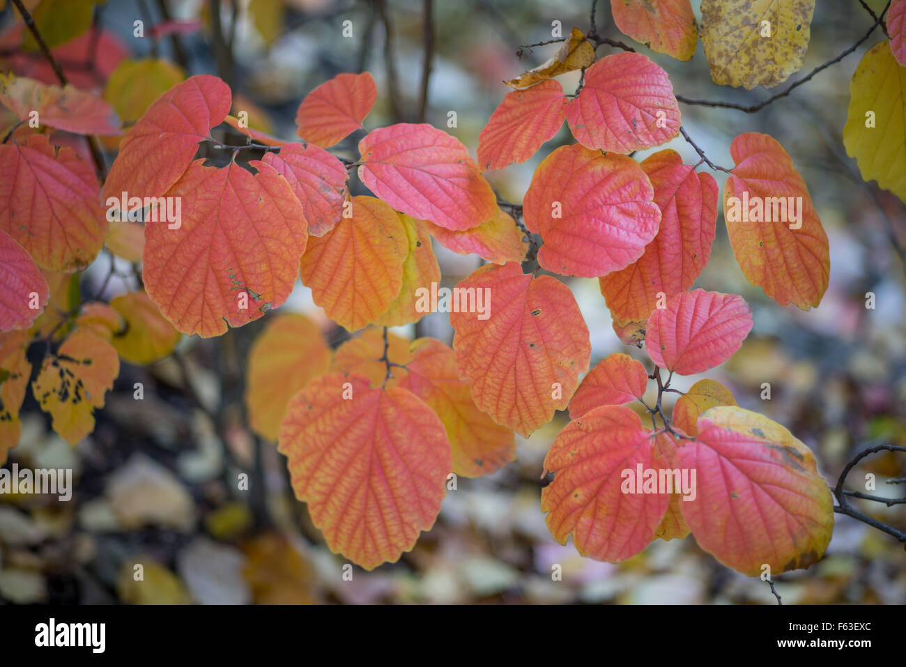 Fothergilla major larga montagna strega alder di rosso e di giallo Foglie di autunno Foto Stock