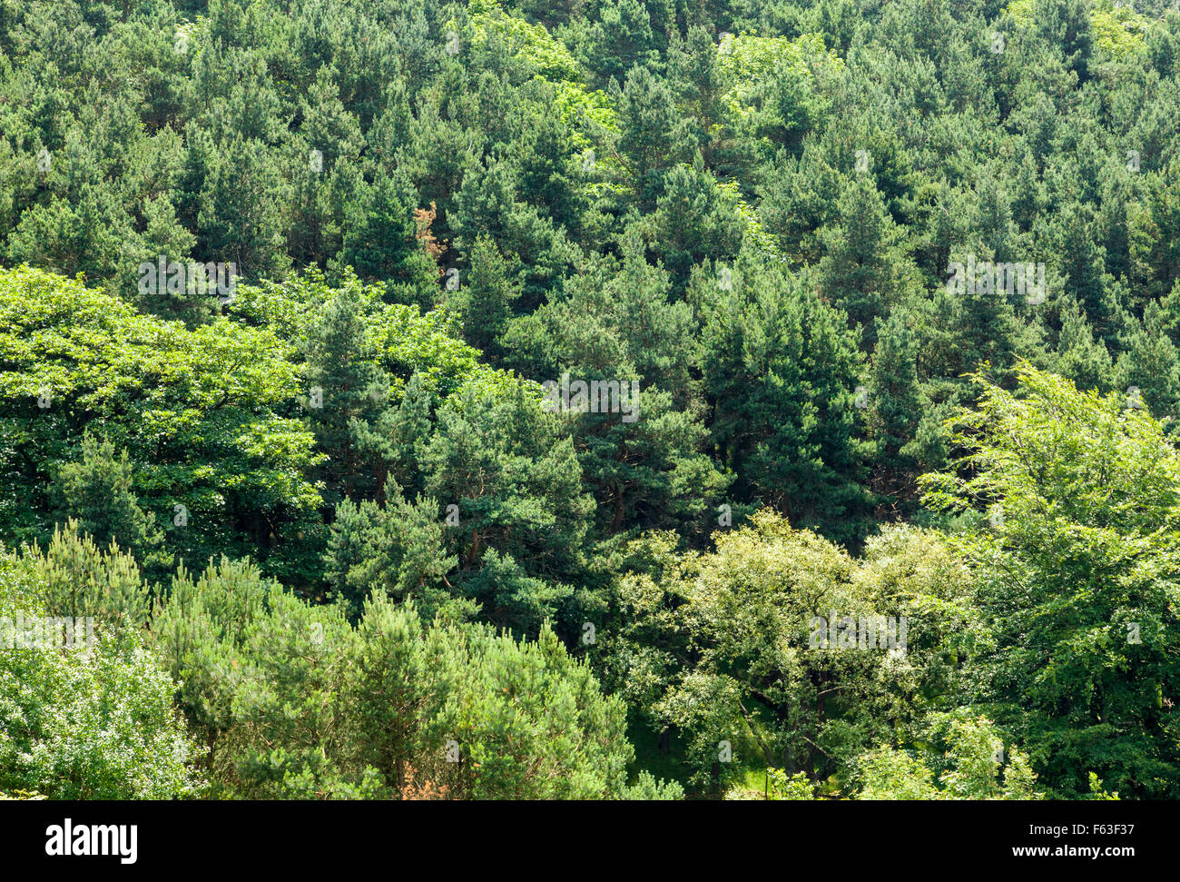 Alberi da bosco dal di sopra, Derbyshire, England, Regno Unito Foto Stock