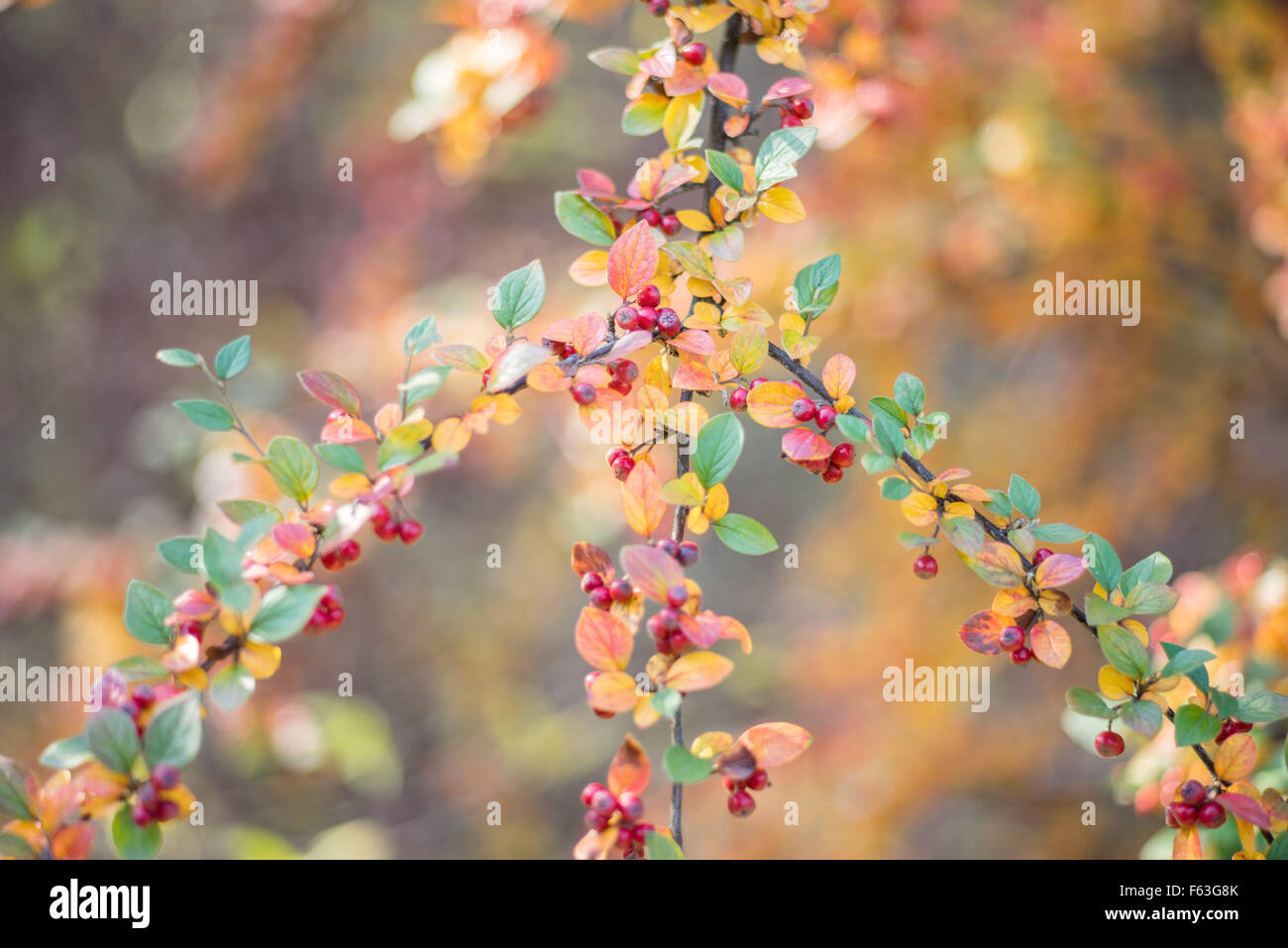 Cortoneaster colori d'autunno foglie e bacche rosse Foto Stock