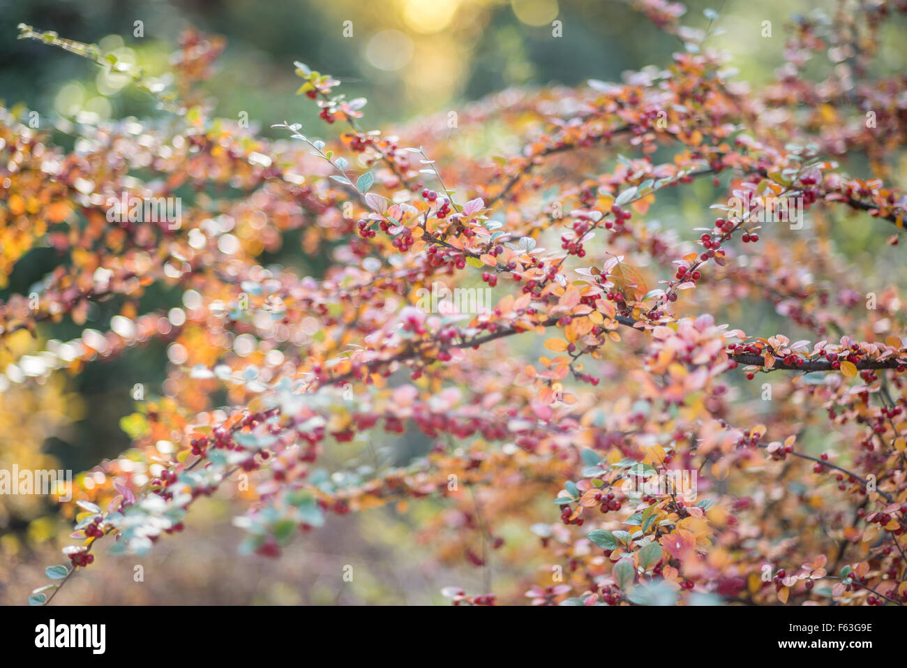 Cortoneaster colori d'autunno foglie e bacche rosse Foto Stock