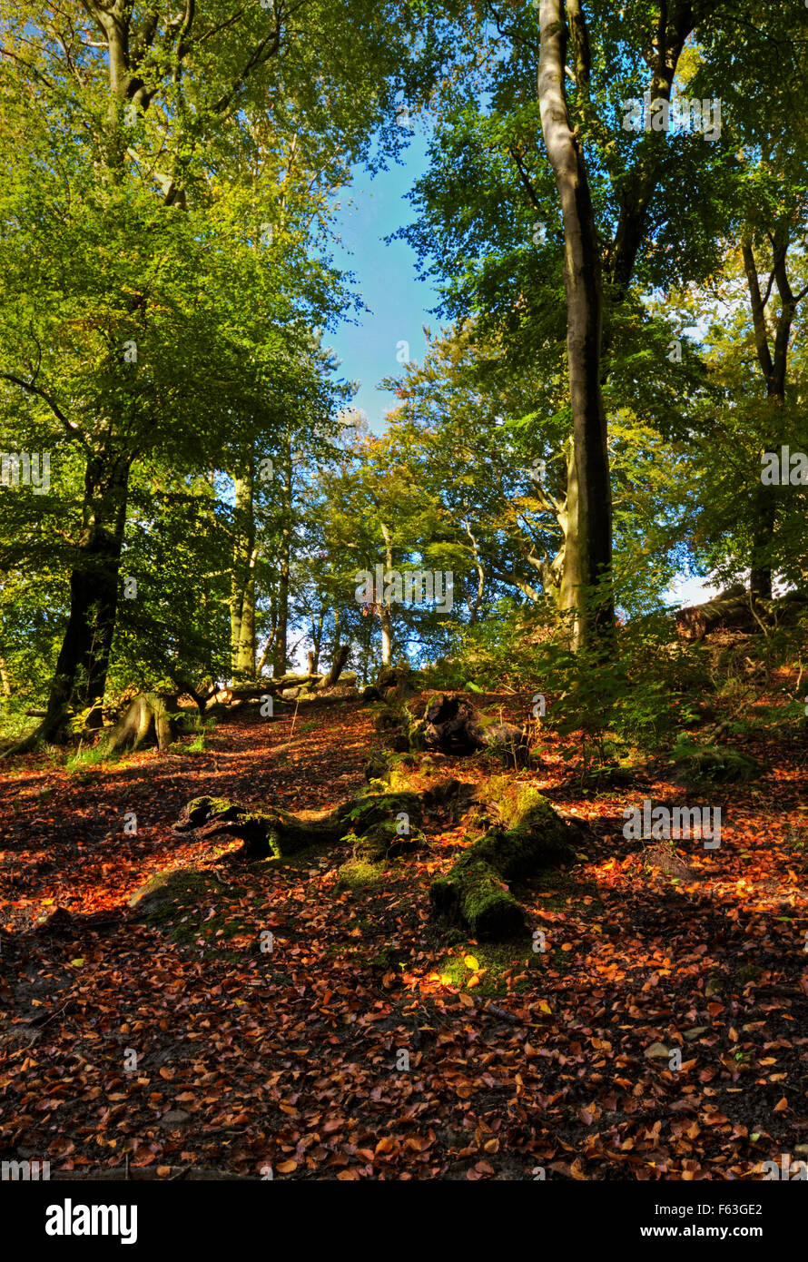 Bosco autunnale: un colorato (o colorato) di impostazione per una piacevole esperienza per esterni Foto Stock