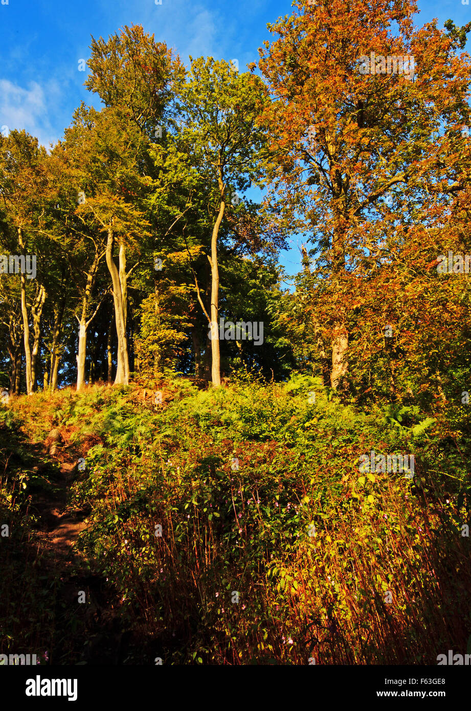La piacevole esperienza esterna di alberi d'Autunno a Sunnyhurst Boschi Foto Stock