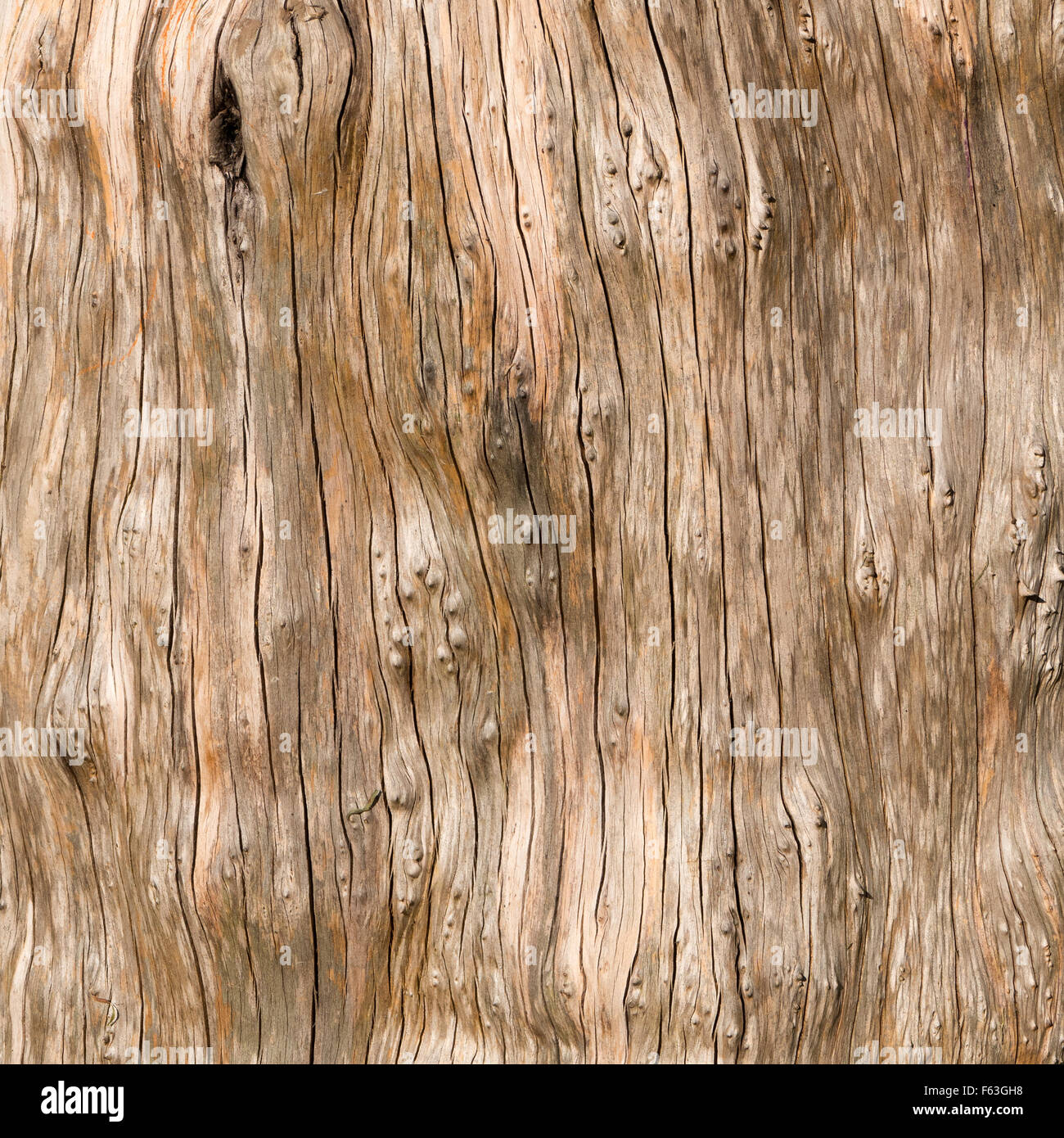 Linee di legno pattern su un albero privato della corteccia. Foto Stock