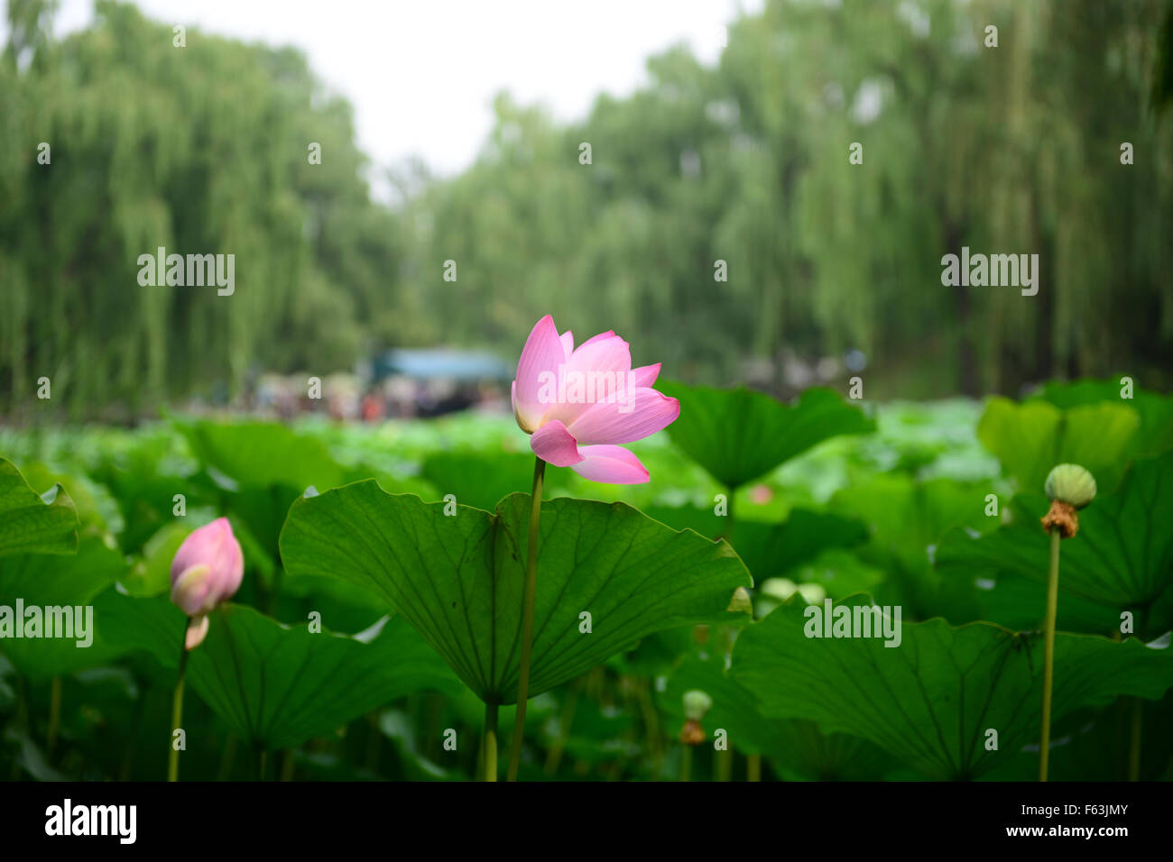 Rosa fiore di loto che fiorisce in stagno Pechino CINA Foto Stock