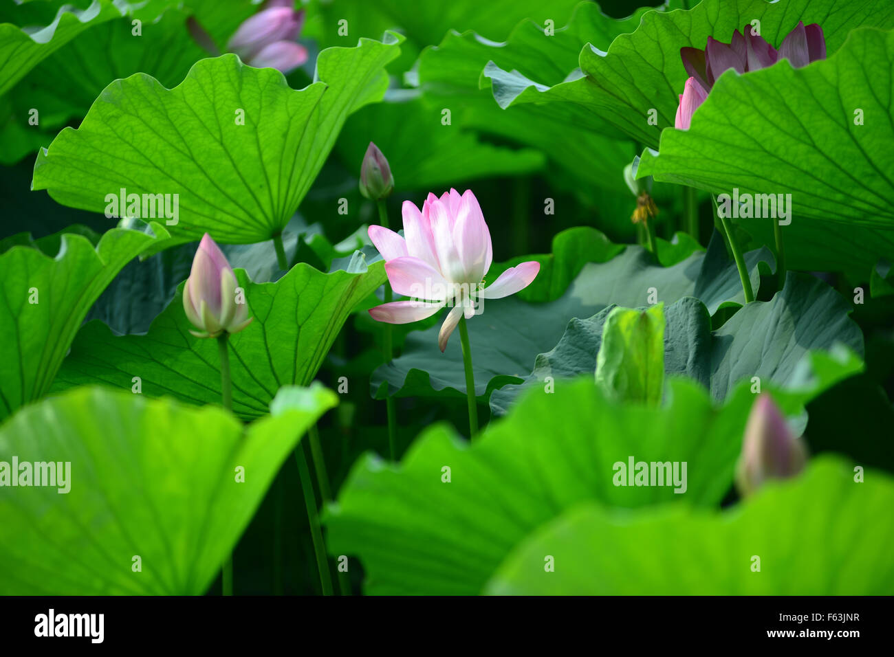 Rosa fiore di loto in fiore nel laghetto con boccioli Pechino CINA Foto Stock