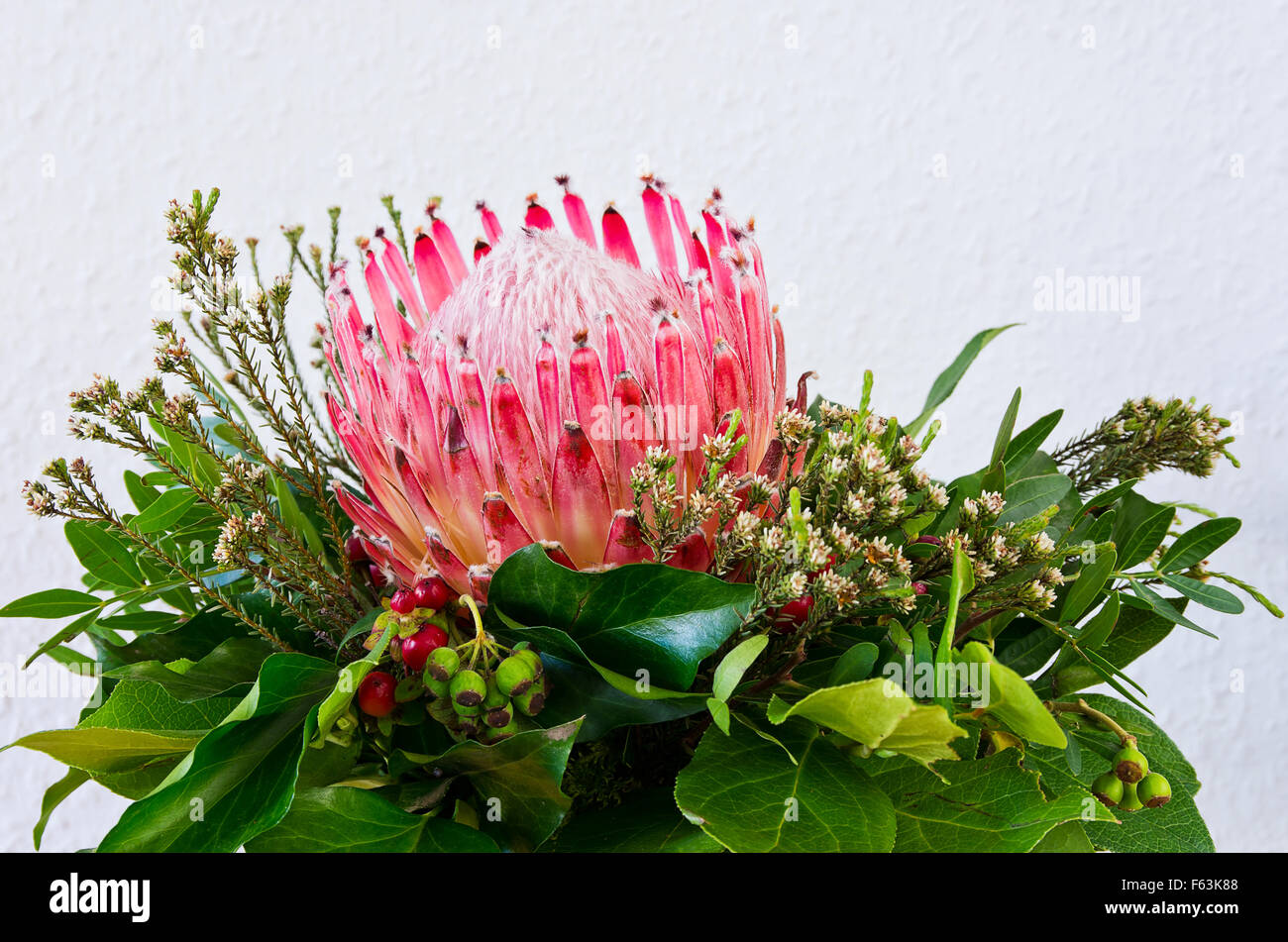 Ancora la vita di un singolo Protea blossom e vegetazione. Foto Stock