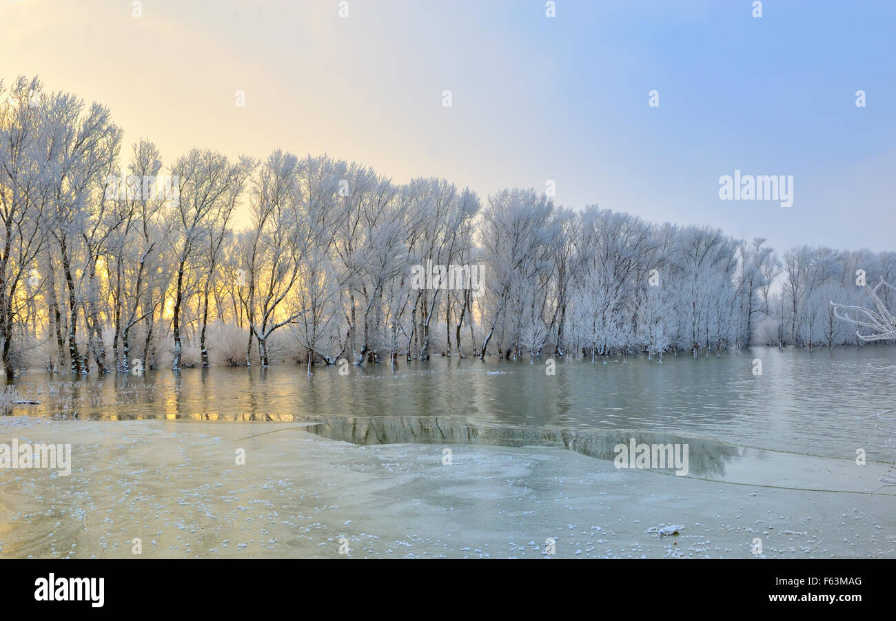 Gelido inverno alberi sul fiume Danubio Foto Stock