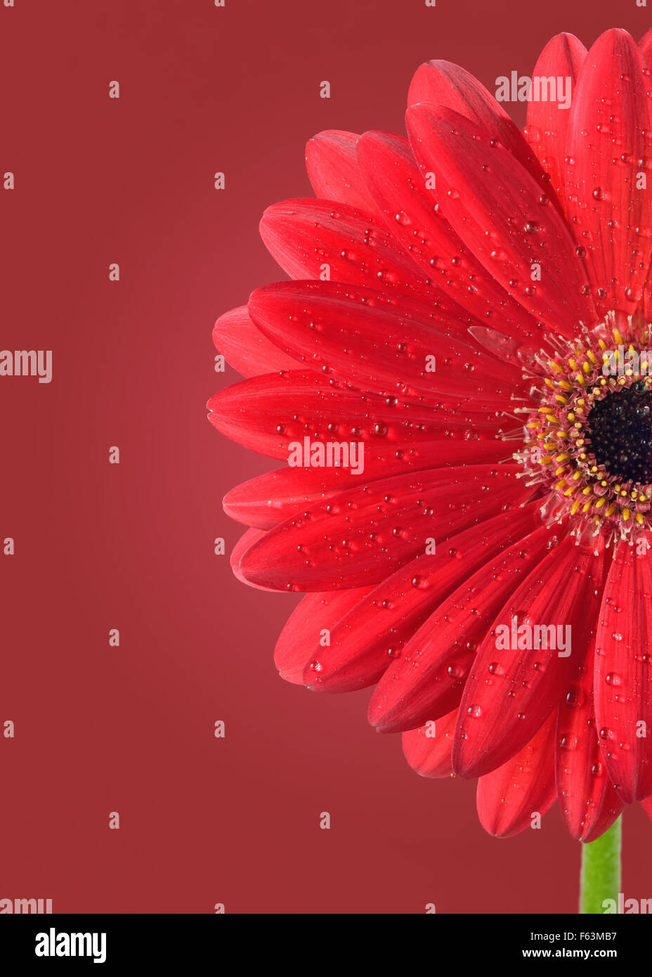 Rosso fiore di gerbera e gocce di acqua Foto Stock