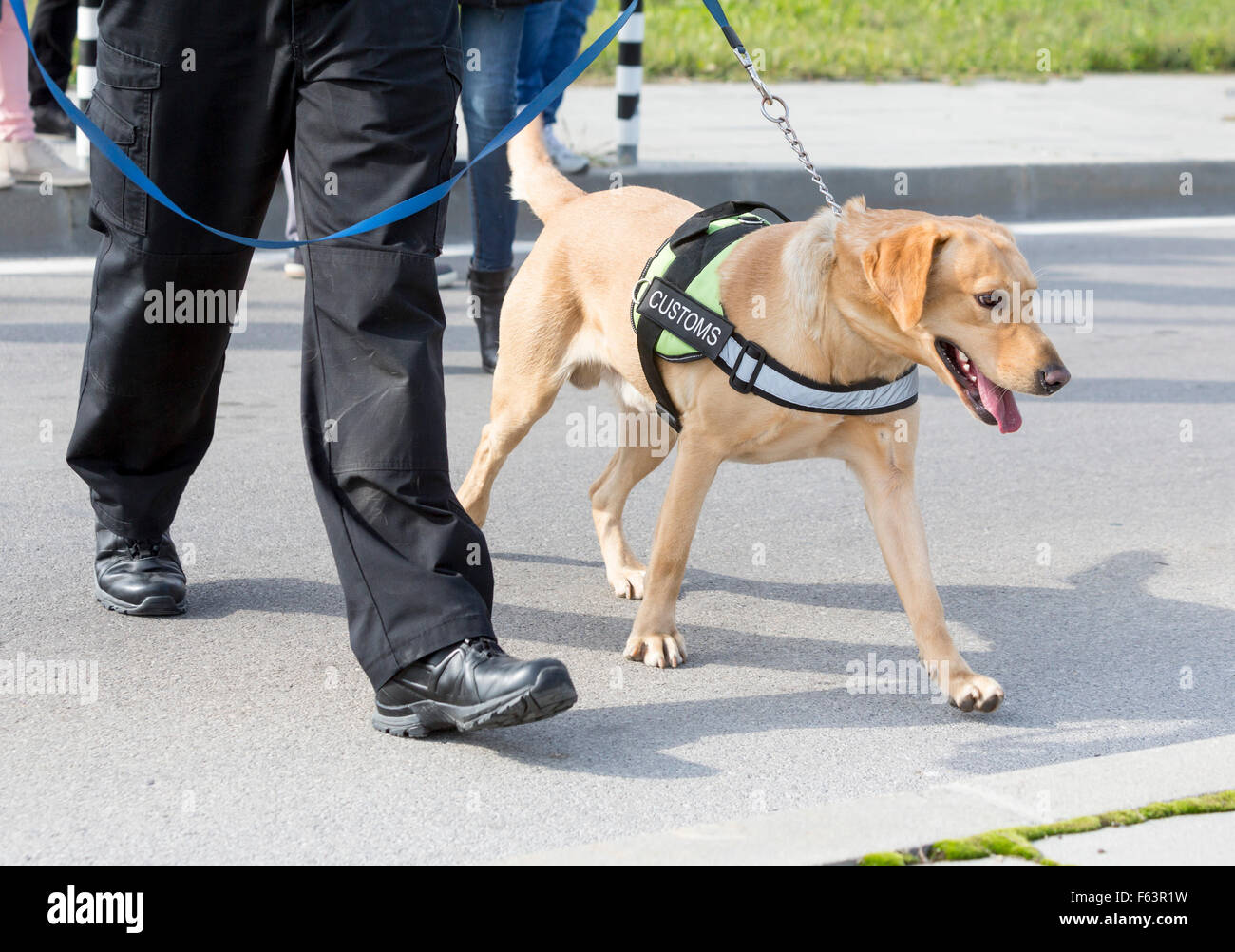 Funzionario doganale e il suo cane stanno partecipando a un corso di formazione per la rilevazione di droghe in Sofia's aeroporto. I cani sono addestrati per trovare Foto Stock