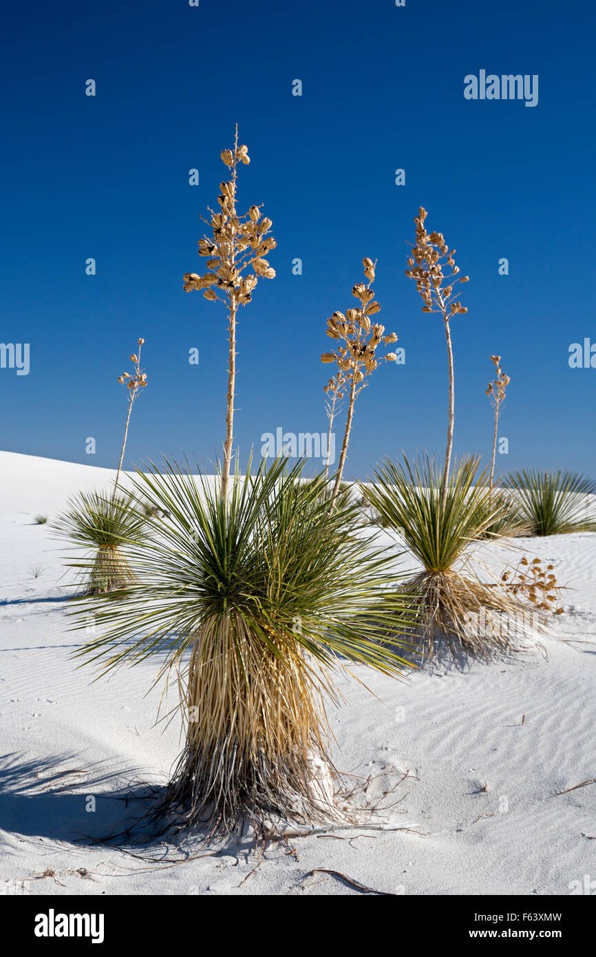 Alamogordo, New Mexico - Soaptree yucca piante (Yucca elata) in White Sands National Monument. Foto Stock