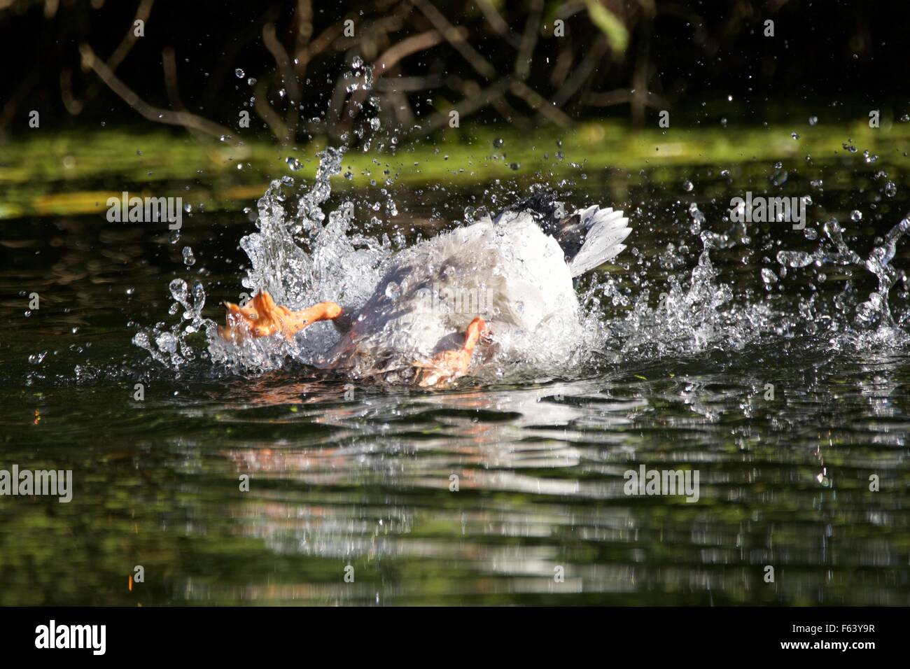 Duck diving che mostra il suo fondo Foto Stock