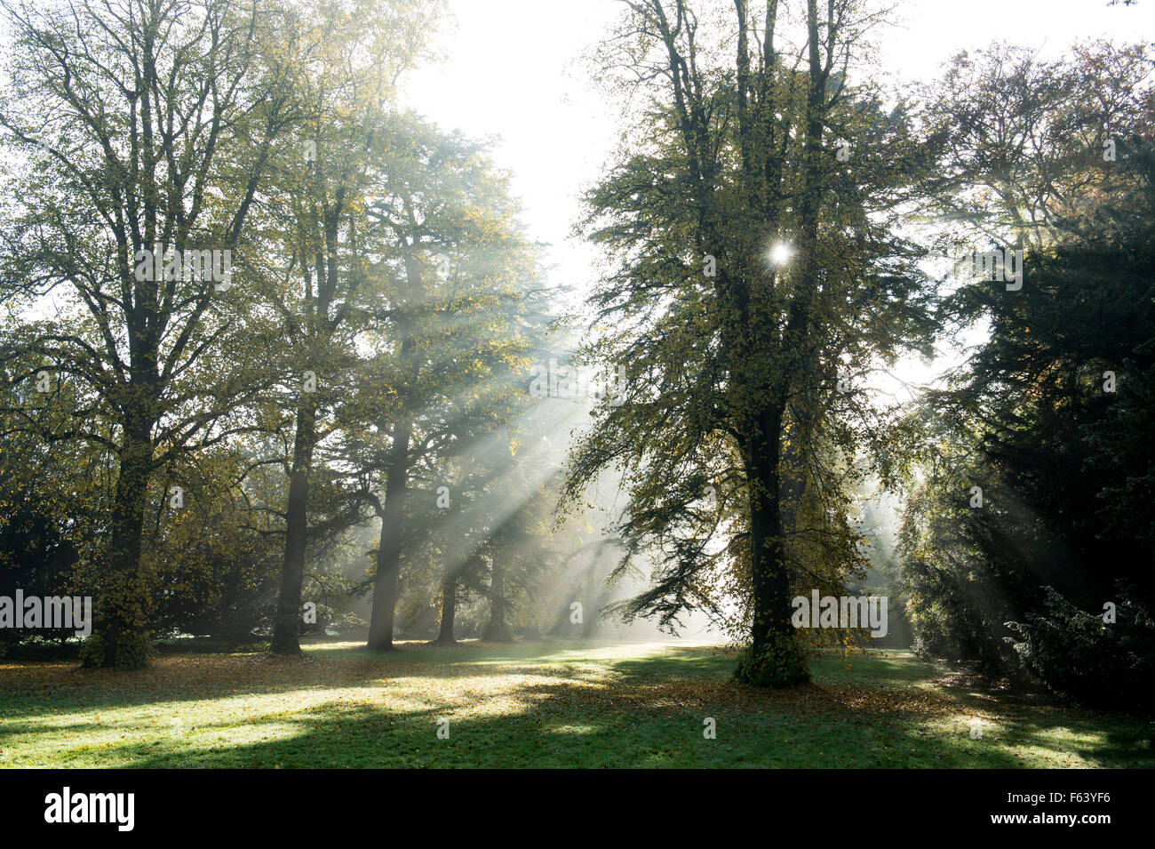 Di pini e di alberi di tiglio, Sunray e nebbia autunnale a Westonbirt Arboretum, Gloucestershire, Inghilterra Foto Stock